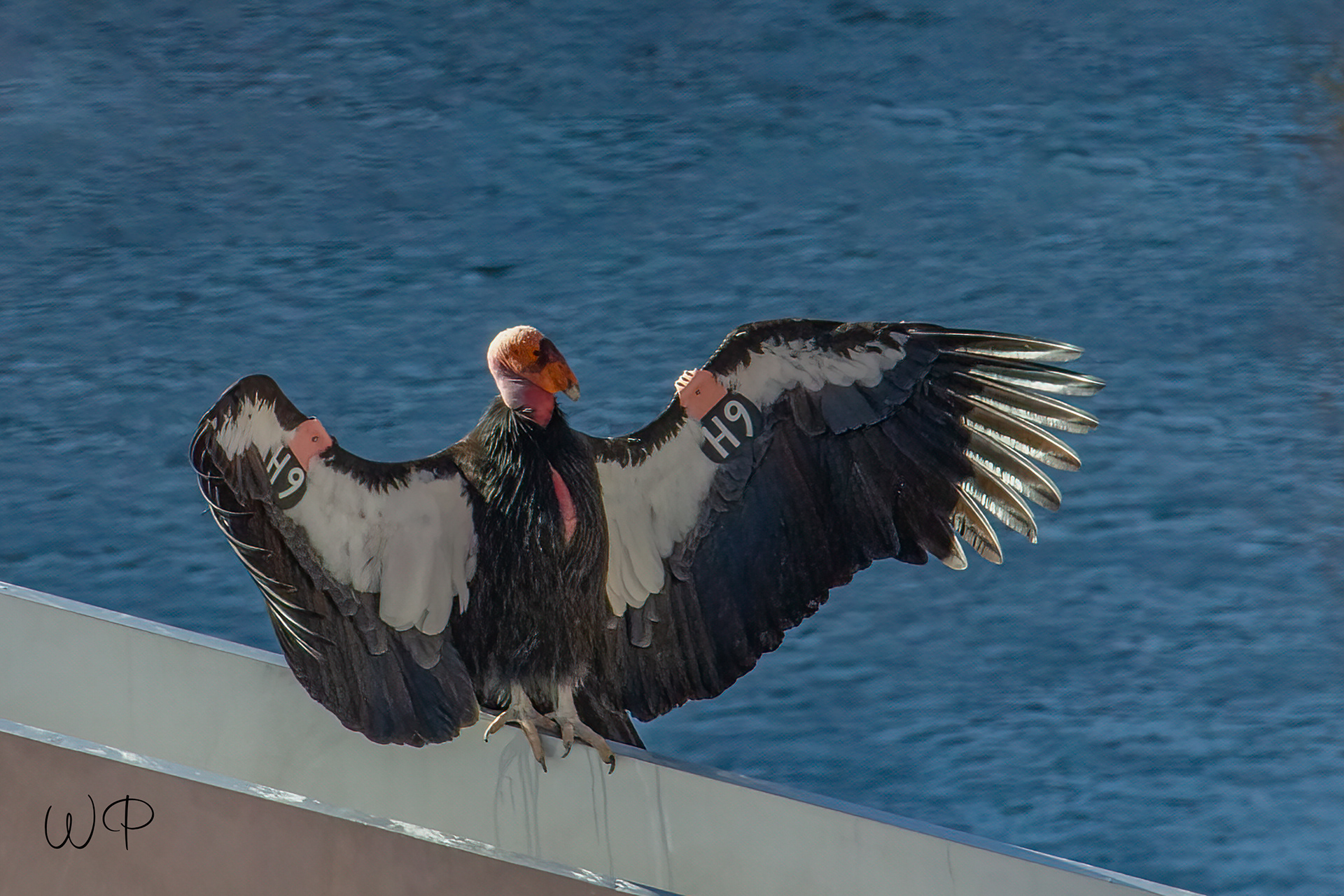 California Condor - H9, Southern Utah/Northern Arizona