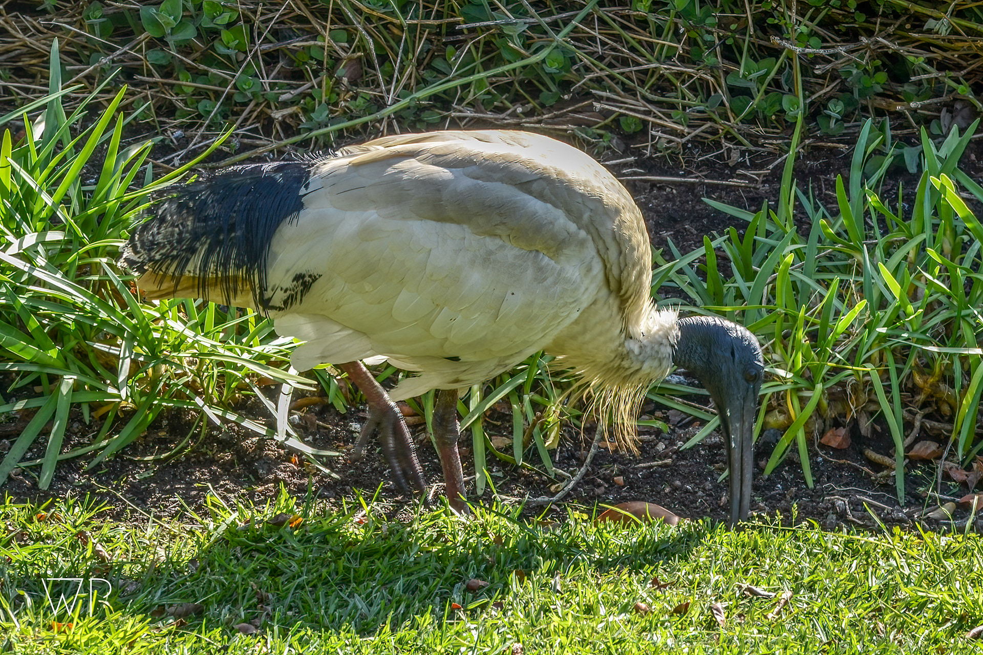 Australian White Ibis