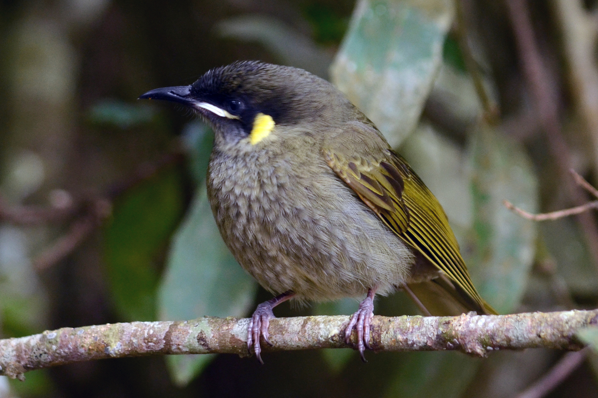 Lewin's Honeyeater