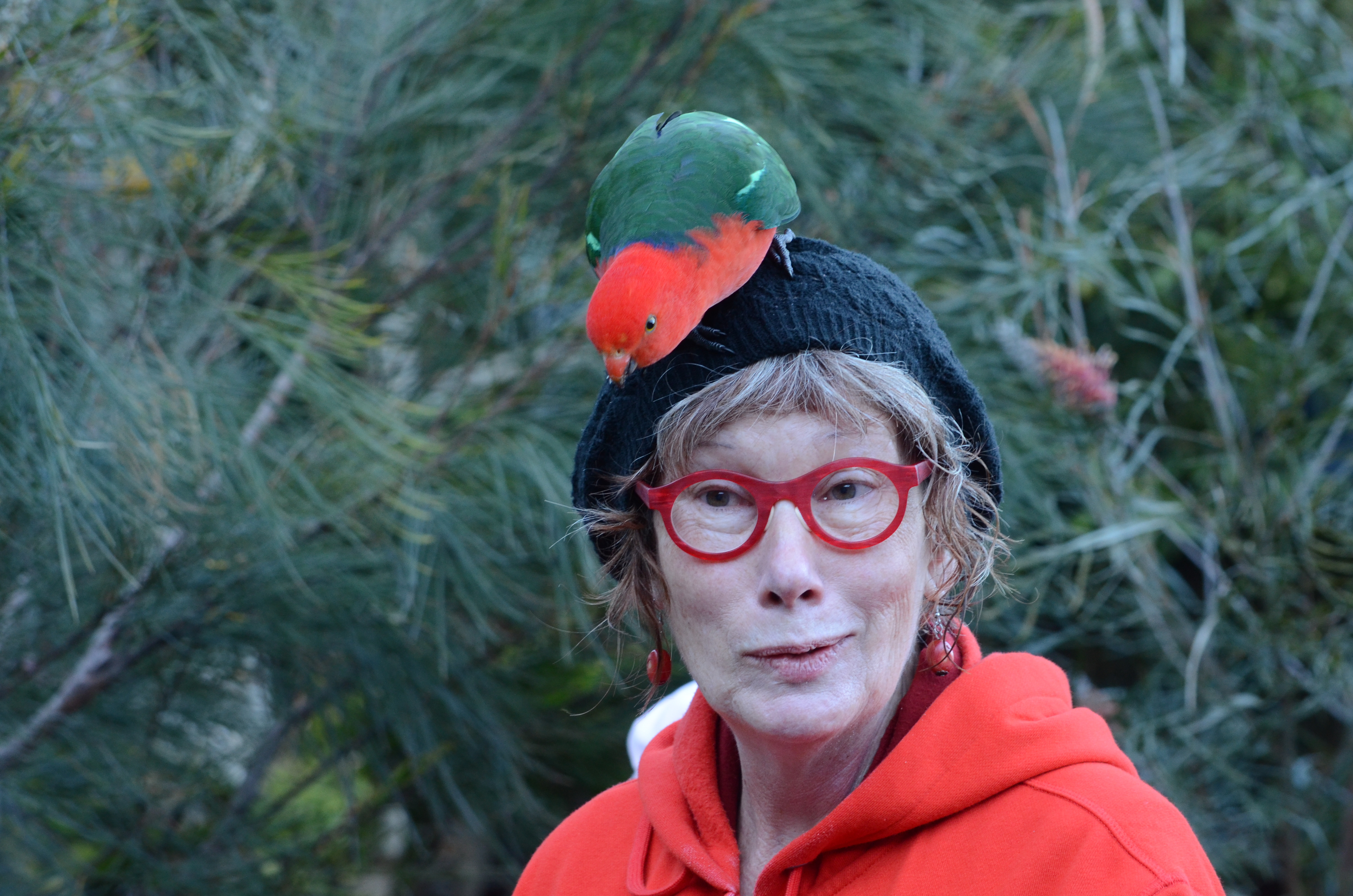 Australian King-Parrot on her head