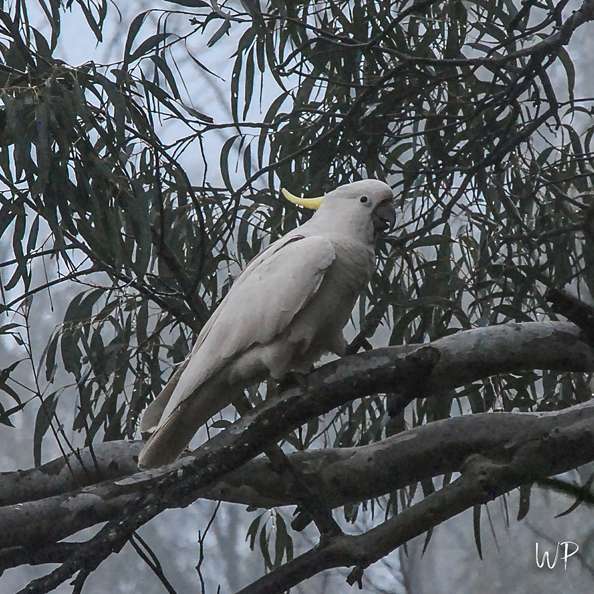 Sulfur-crested Cockatoo