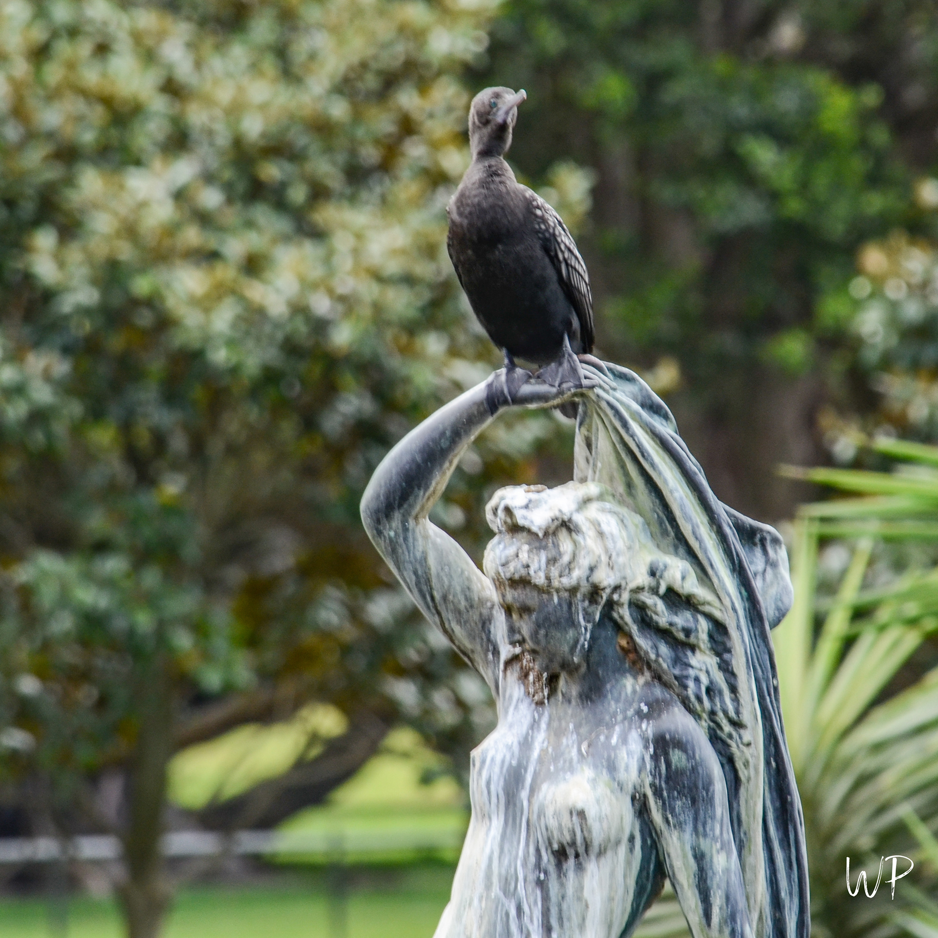 Black Cormorant on Lady's Head