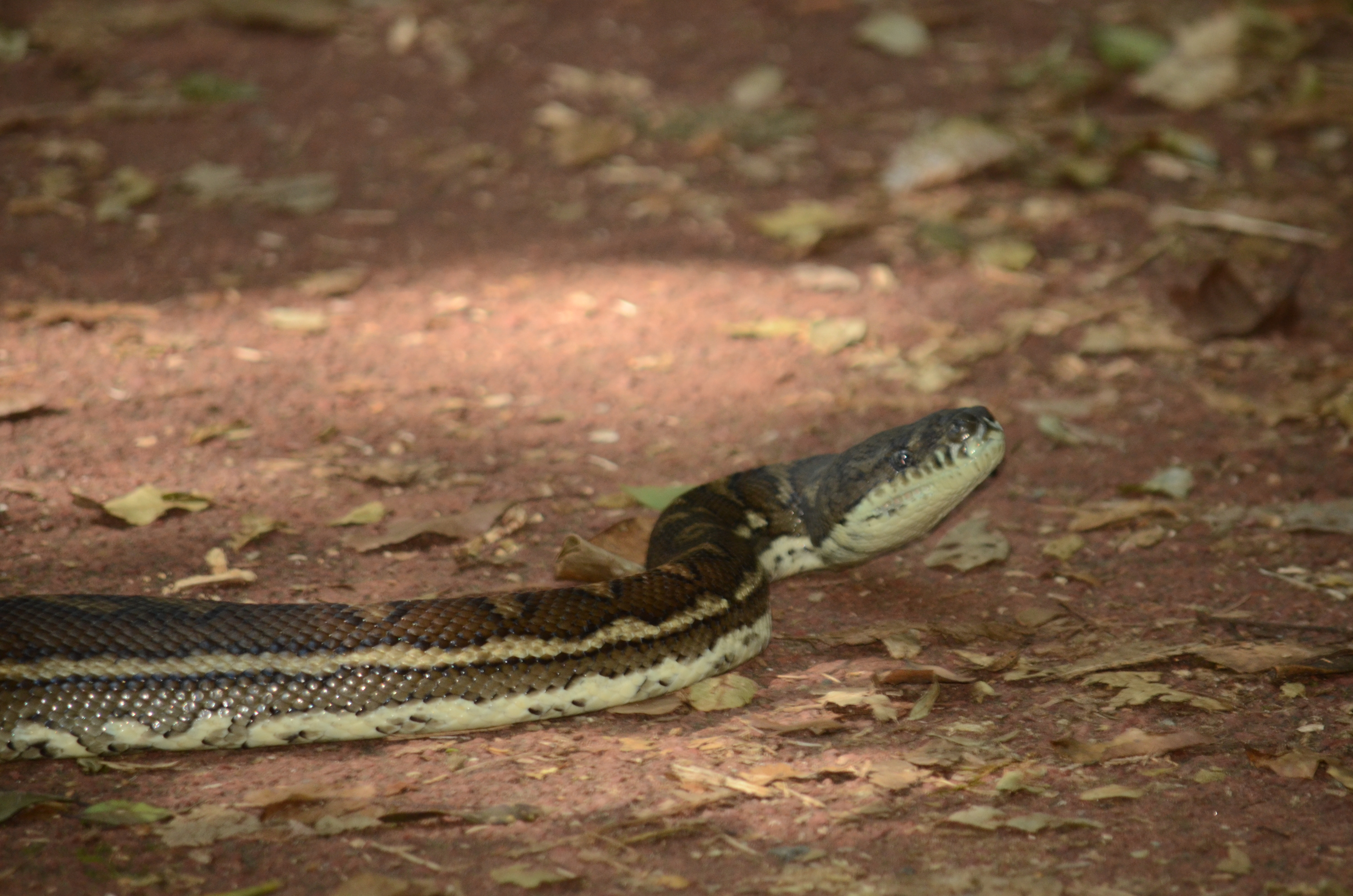 Python crossing the trail