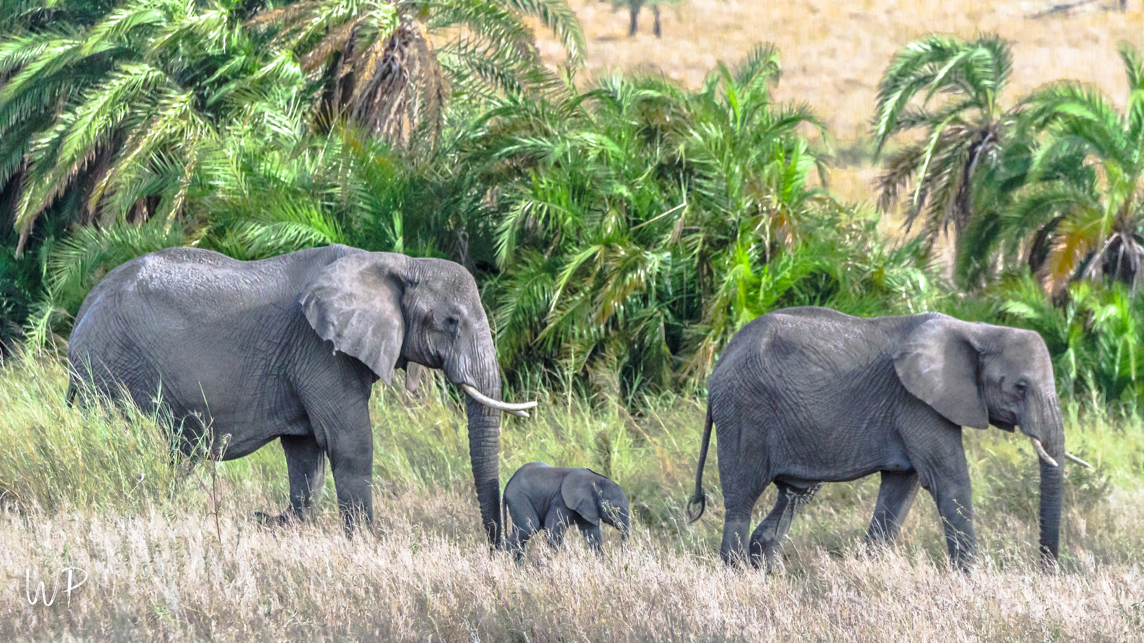 Elephants