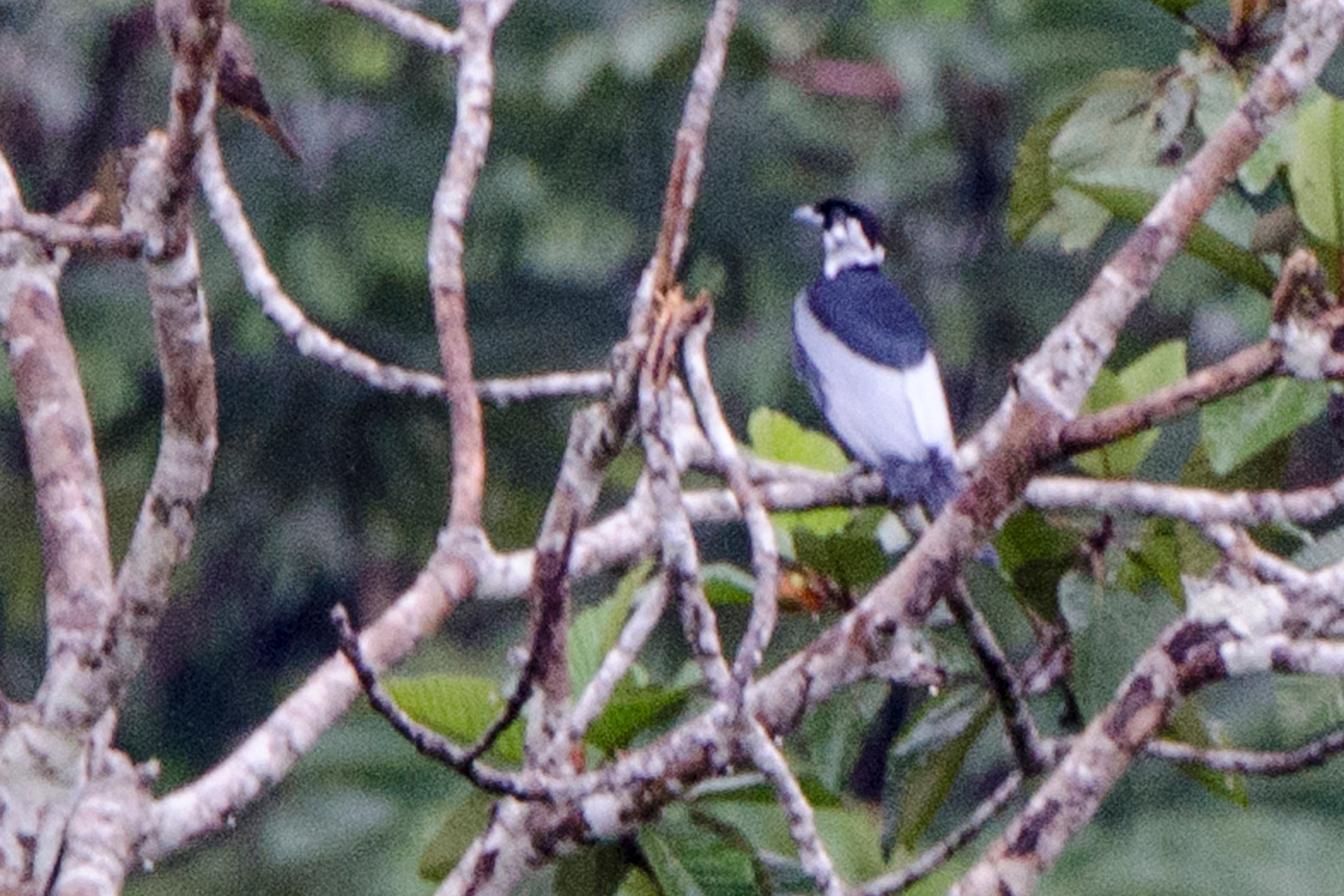 Bare-necked Fruitcrow