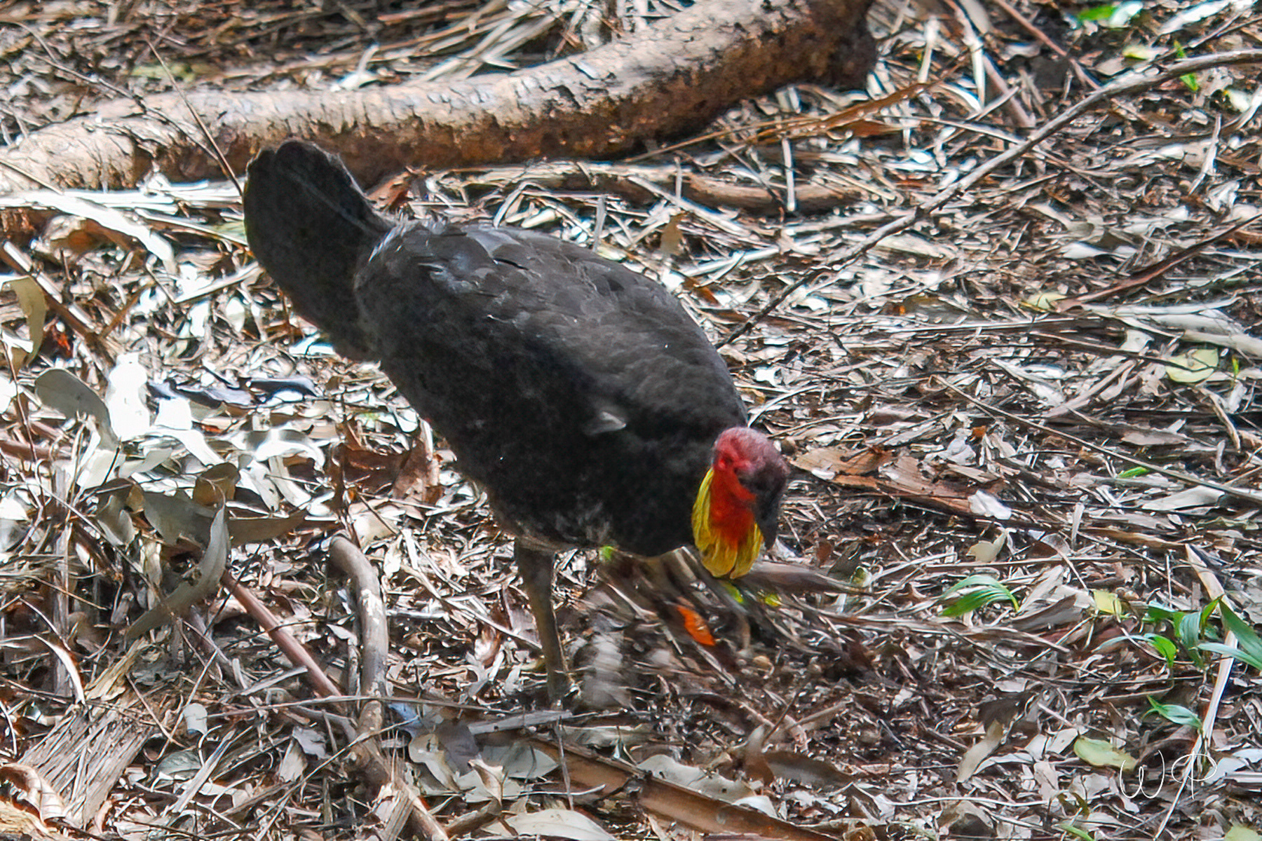 Australian brush turkey