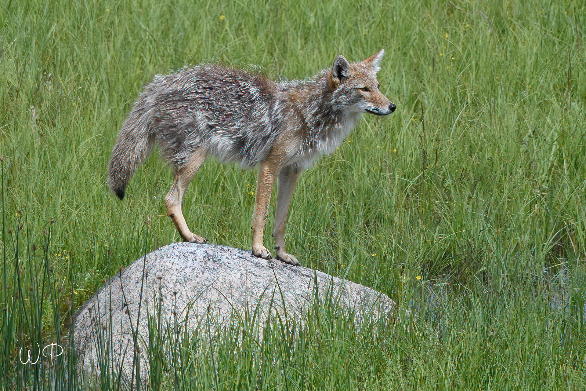 Coyote near Lamar Valley
