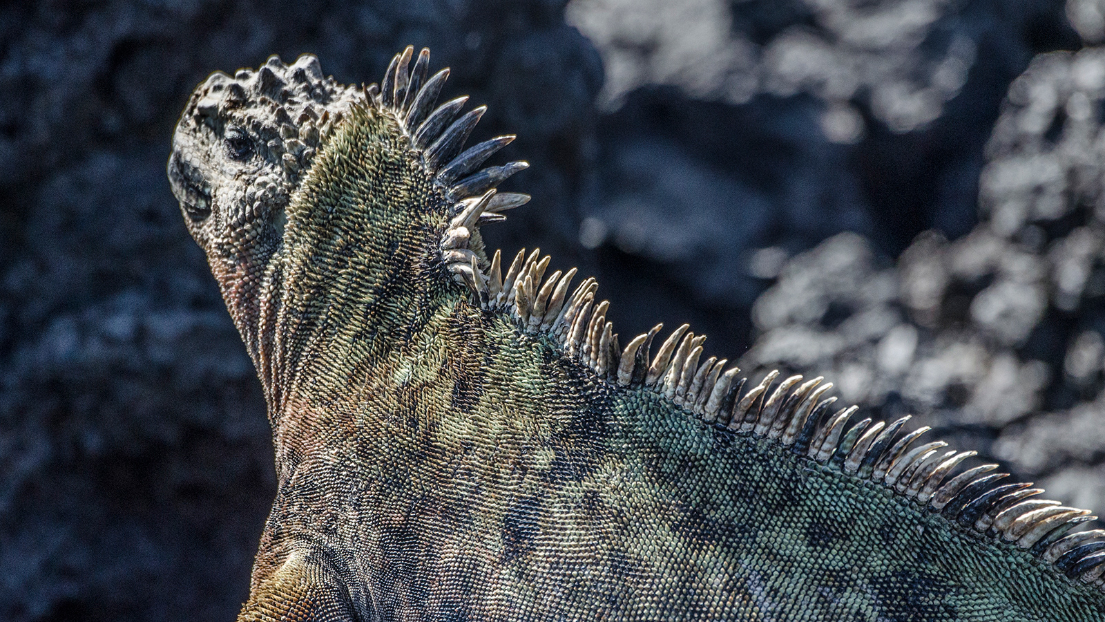 Marina Iguana - Isla Isabela