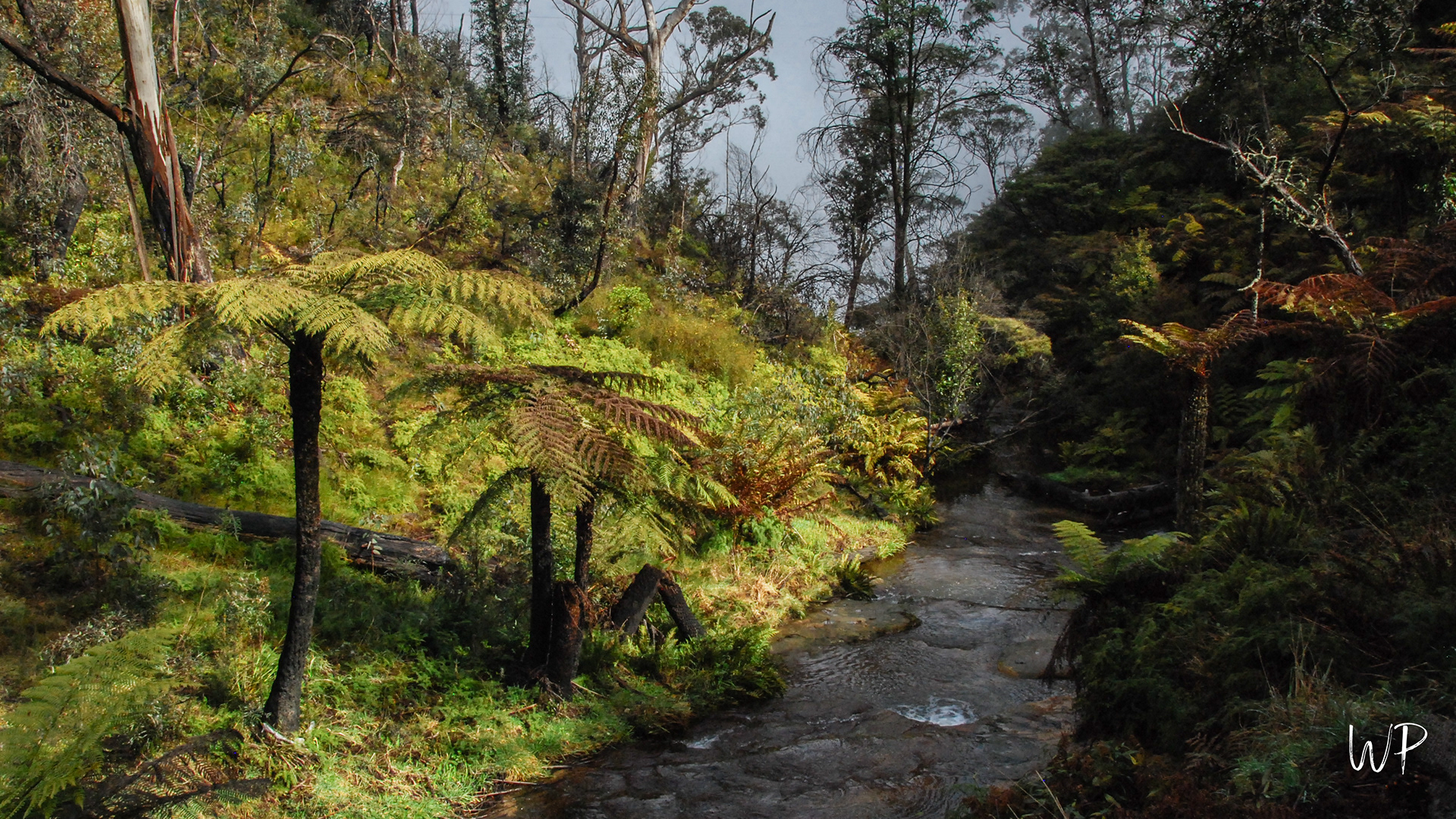 Blue Mountains NP - Katoomba Rain Forest tree ferns