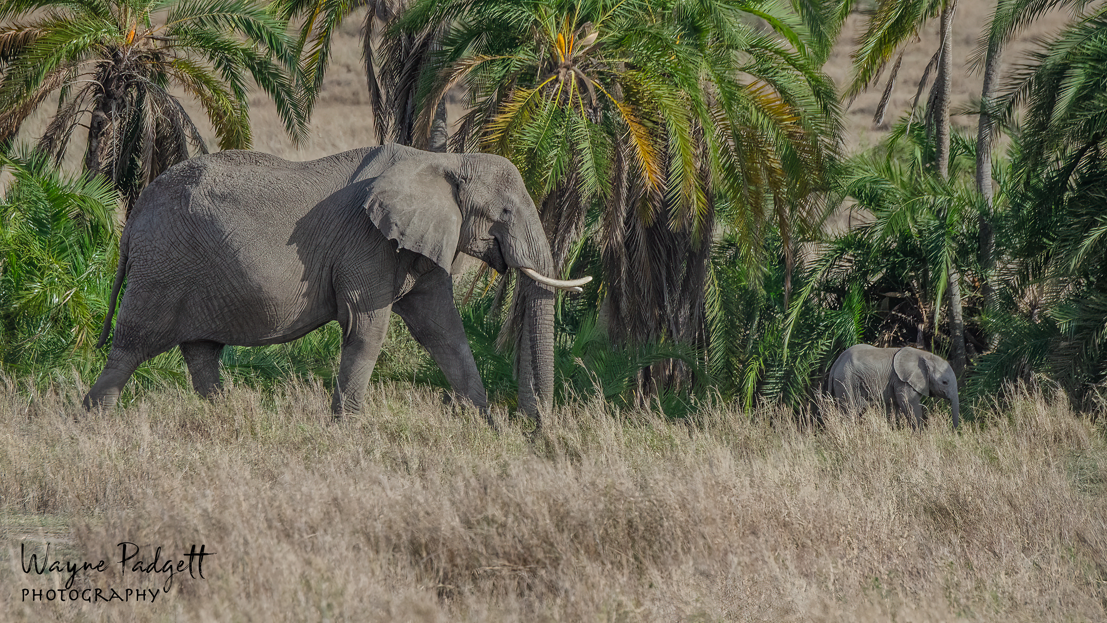Elephants