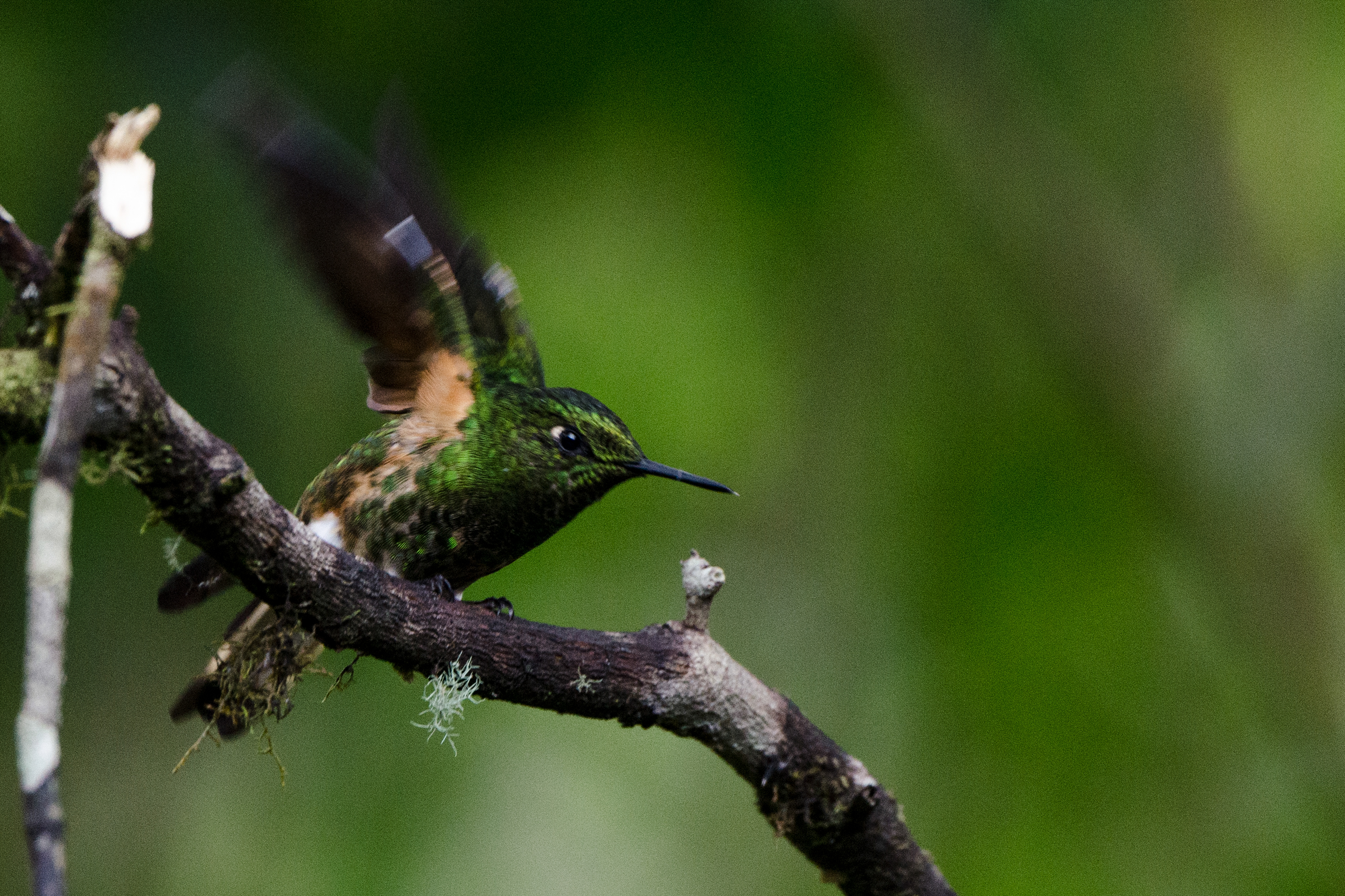 Possibly a Green-crowned Brilliant Hummingbird