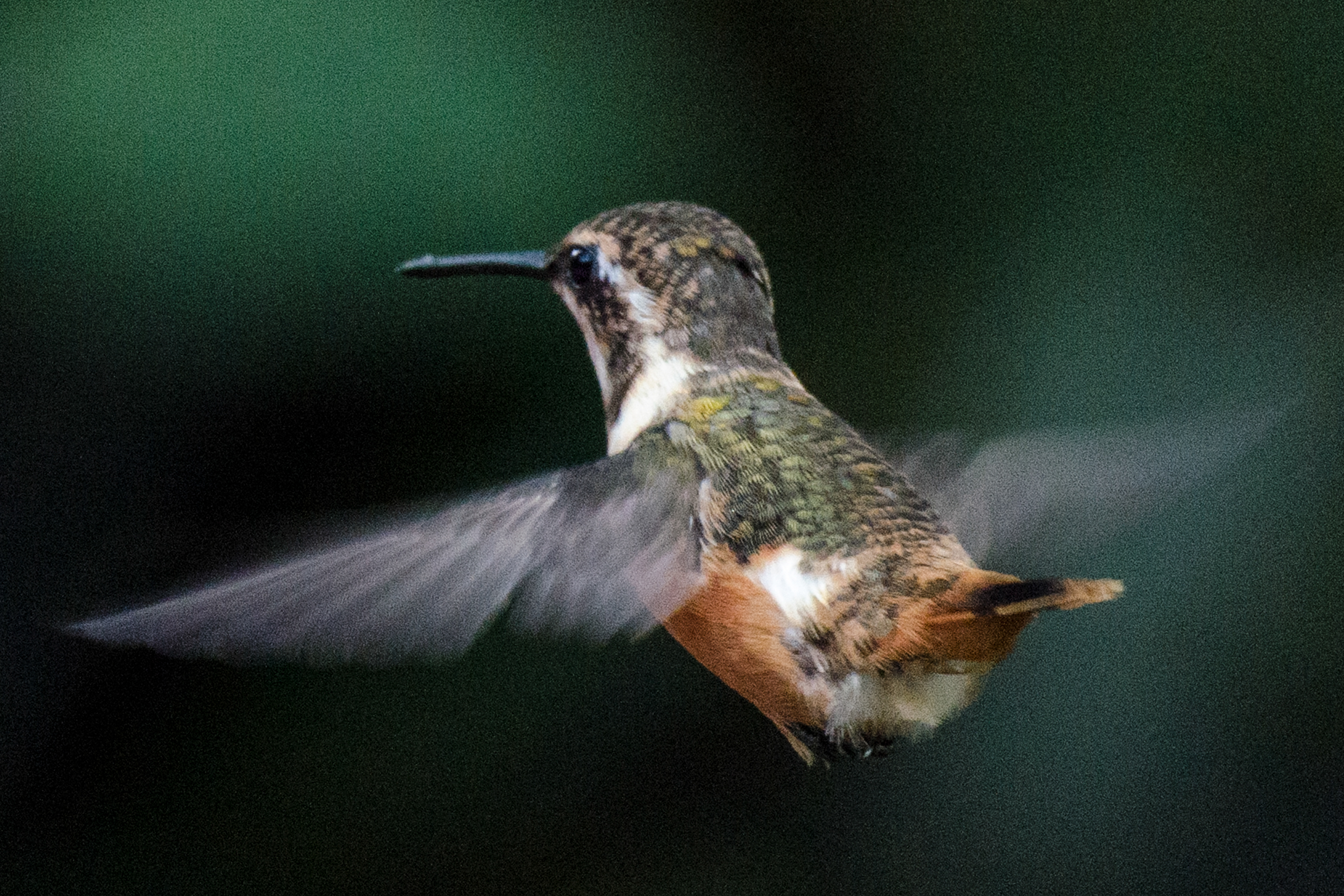 Purple-throated Woodstar