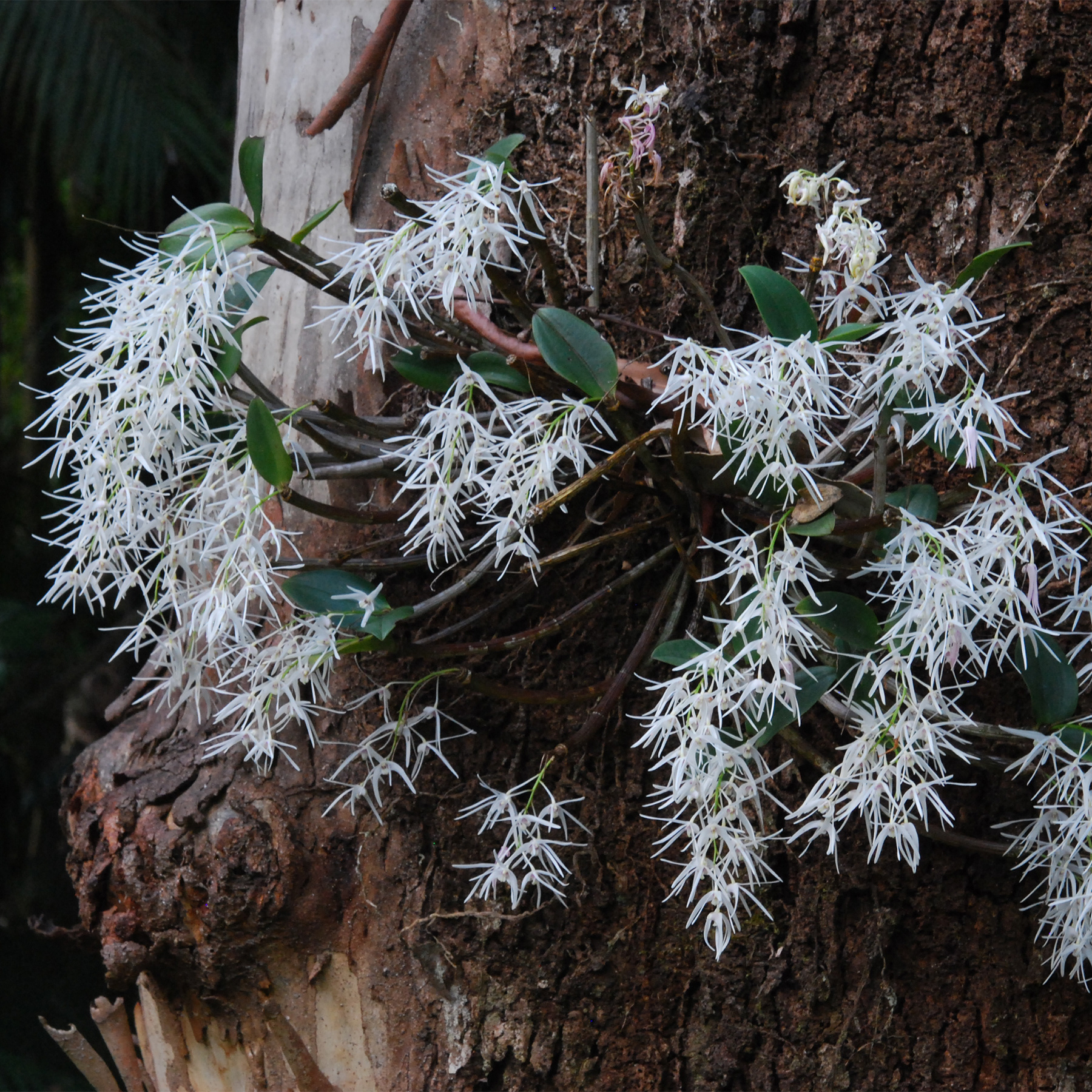 Orchid Plant