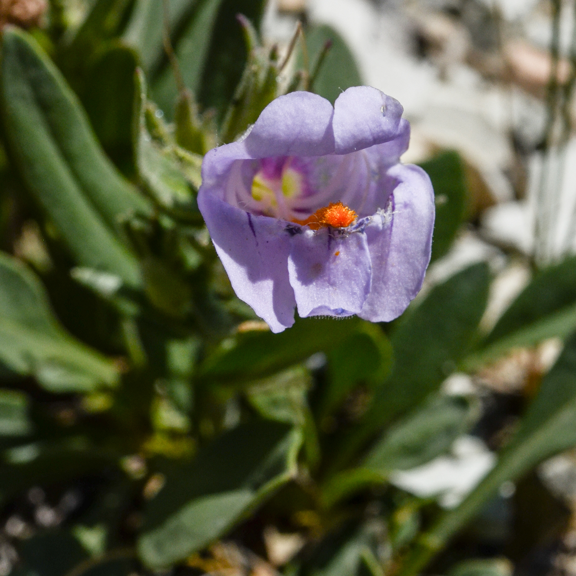 Graham's Beardtongue - Penstemon grahamii (Imperiled)