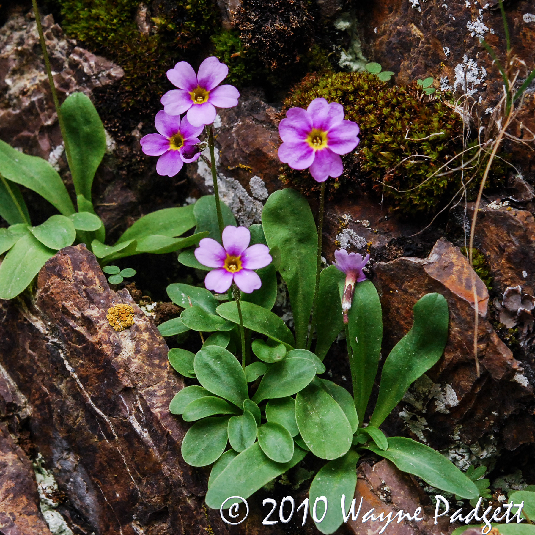 Maguire's Primrose - Primula maguirei (Critically Imperiled, Federally Listed, Threatened)