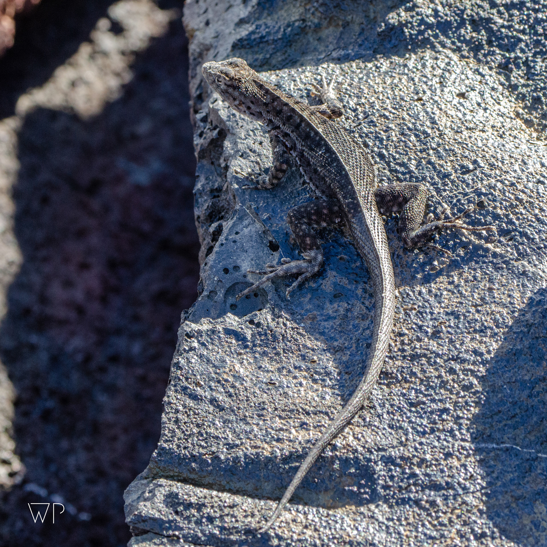Lava Lizard - Isla Santiago