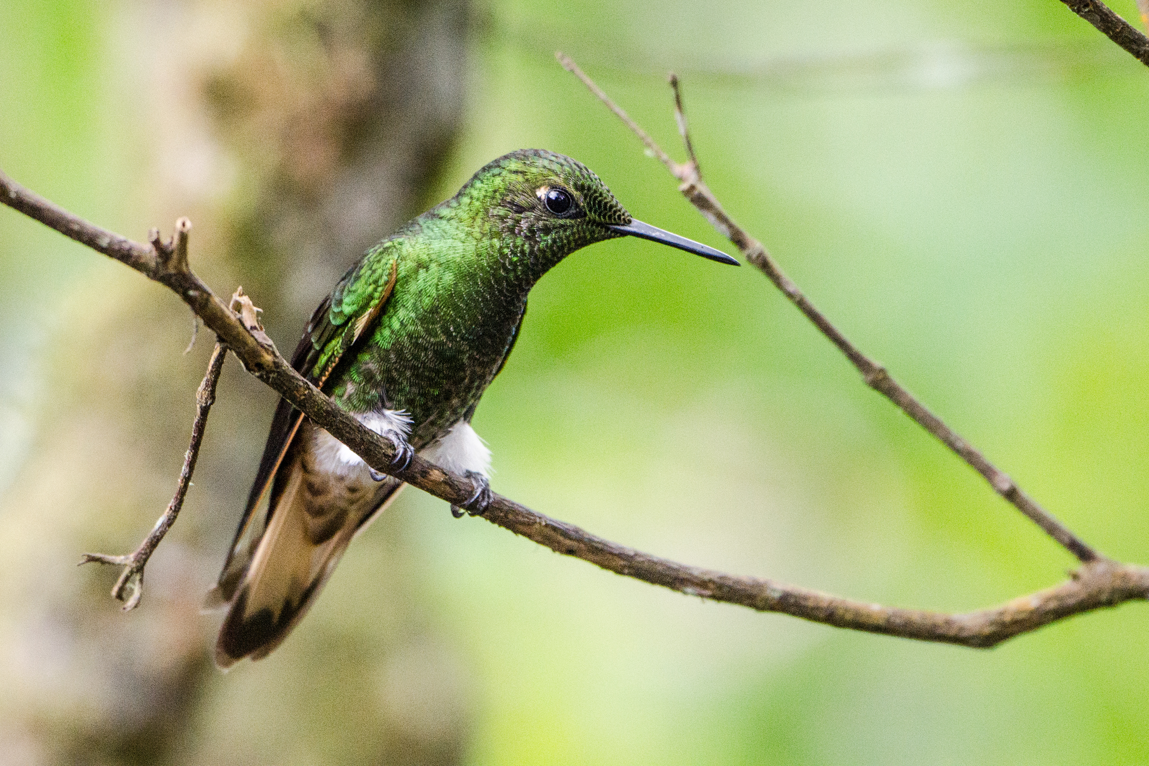 Buff-tailed Coronet