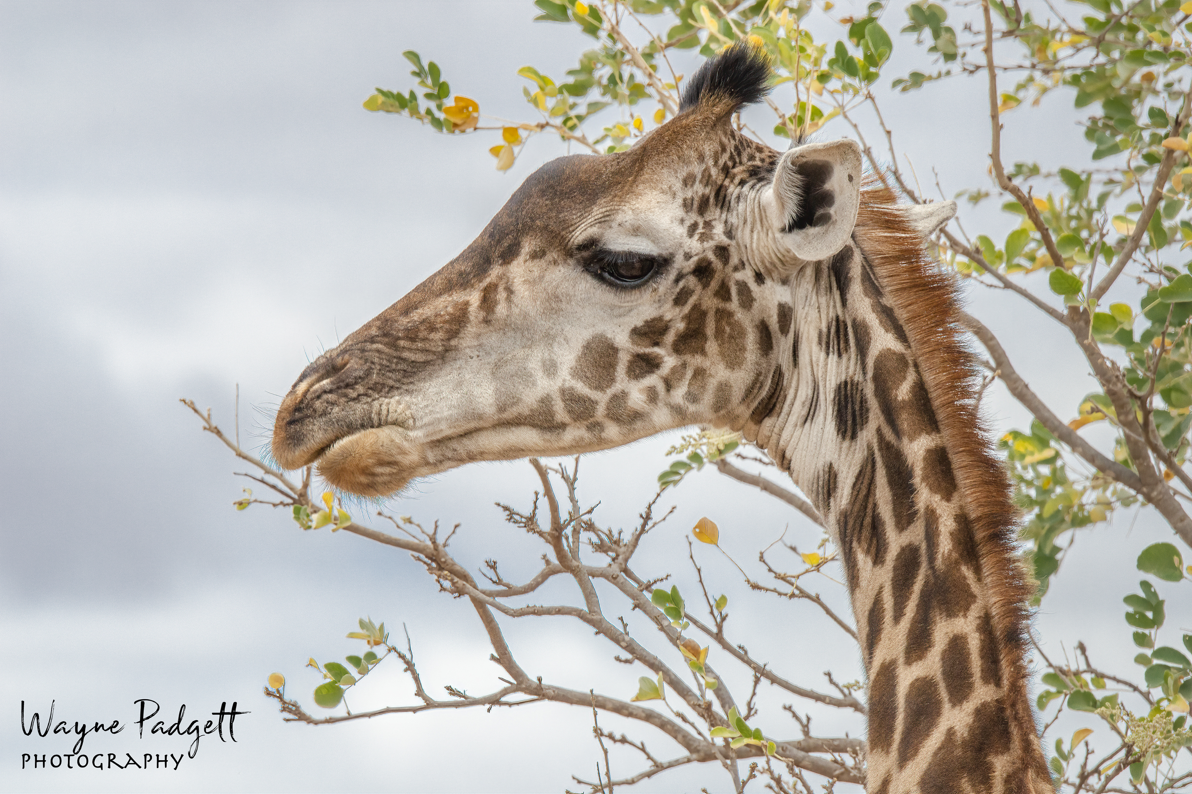 Giraffe