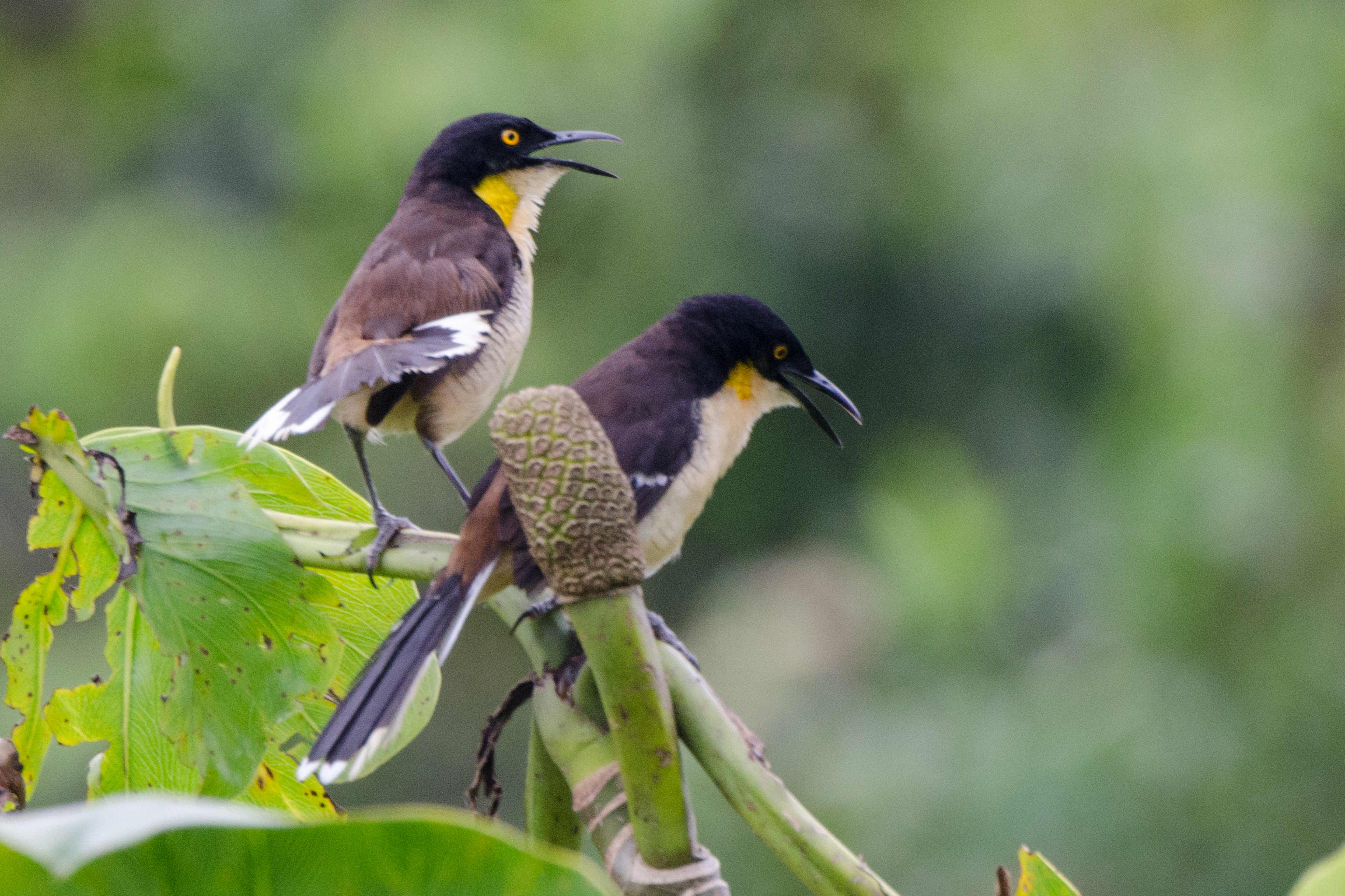 Black-capped Donocobius