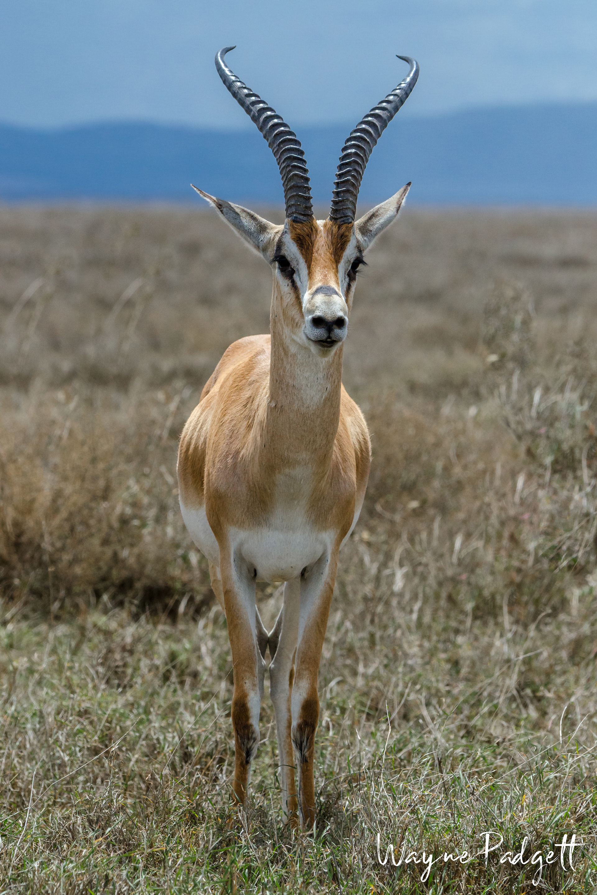Grants Gazelle