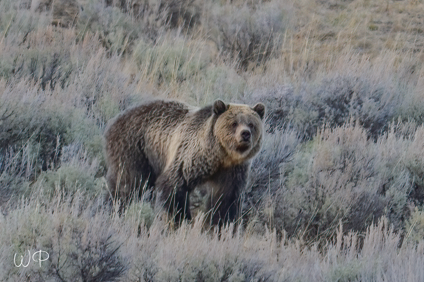 Grizzly Bear - Yellowstone National Park