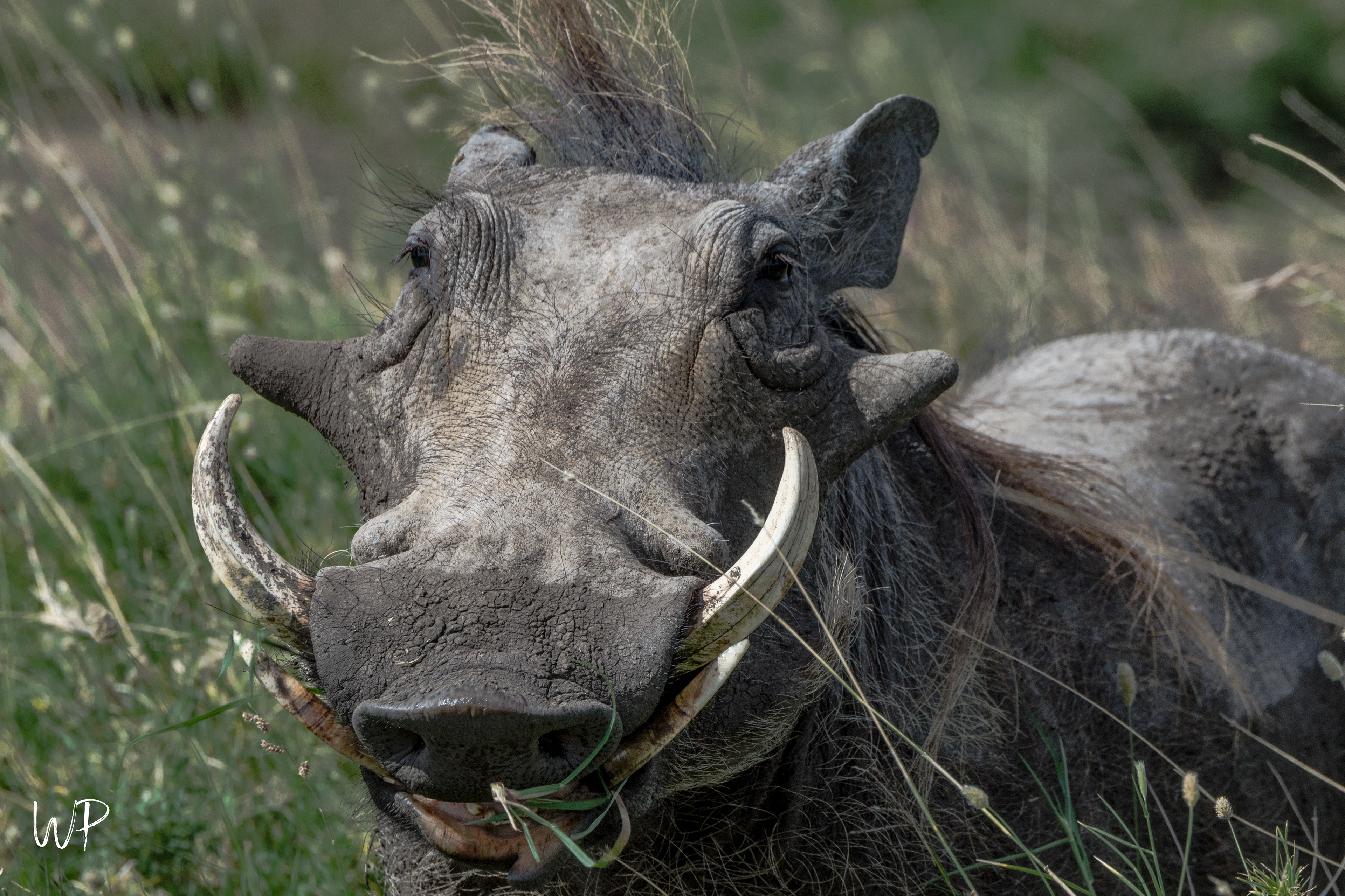 Warthog