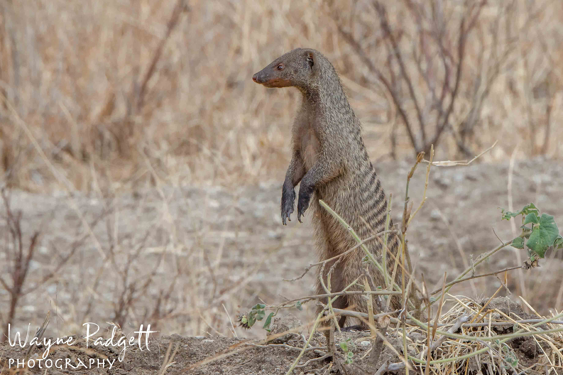 Banded Mongoose