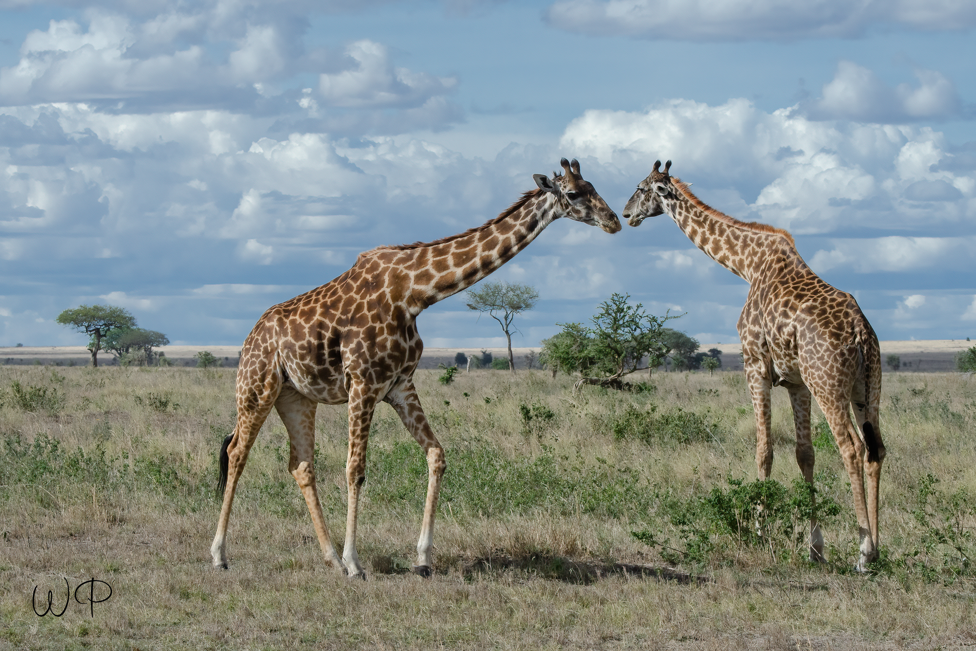 Giraffe