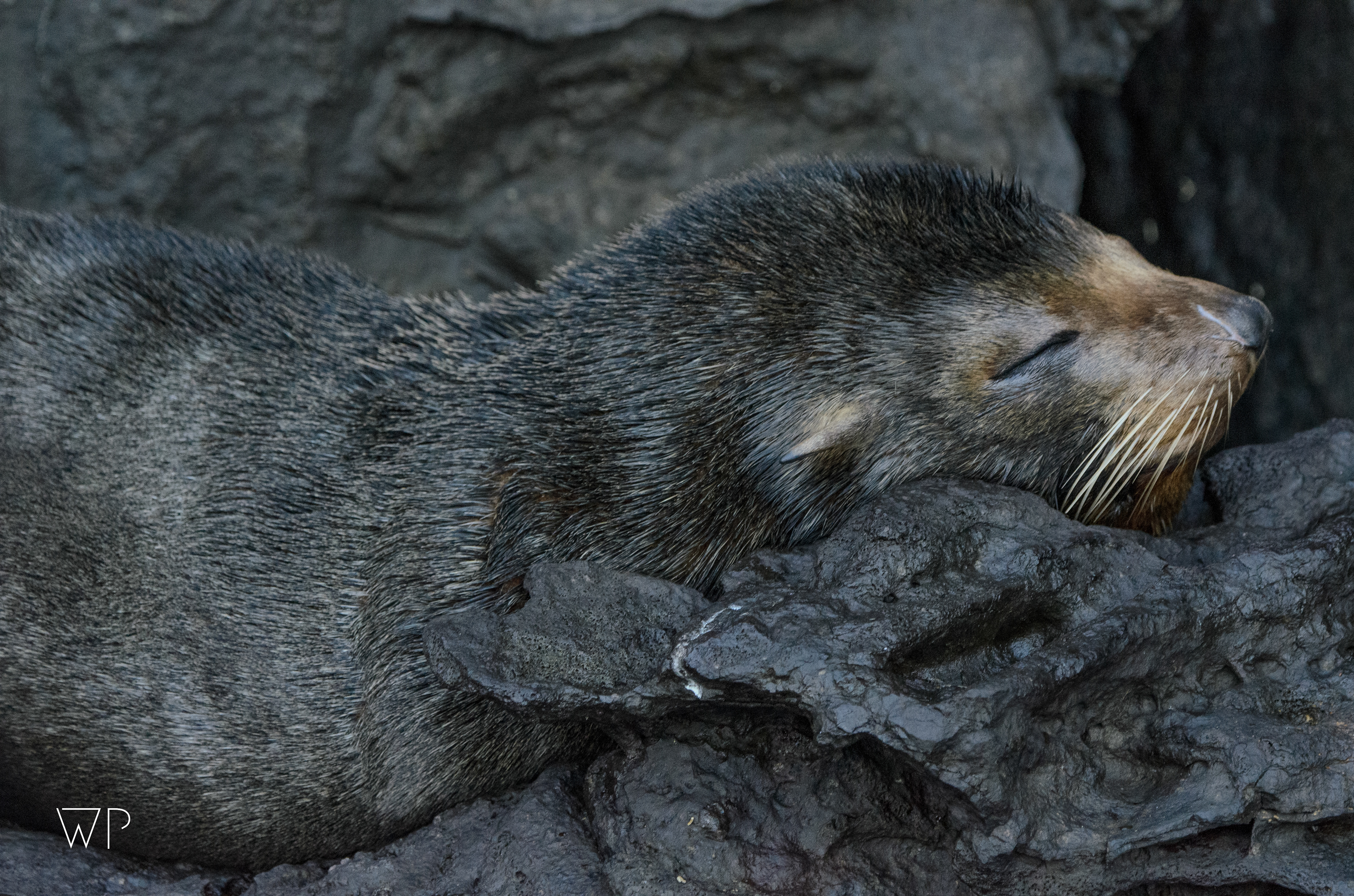 Fur Seal - Isla Genovesa