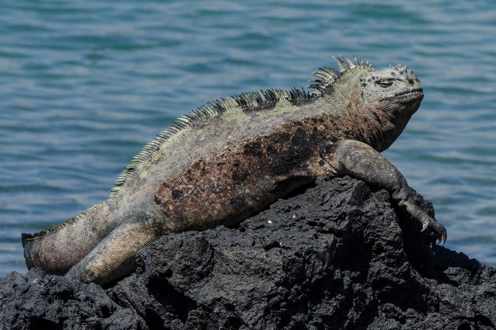 Marina Iguana - Isla Isabela