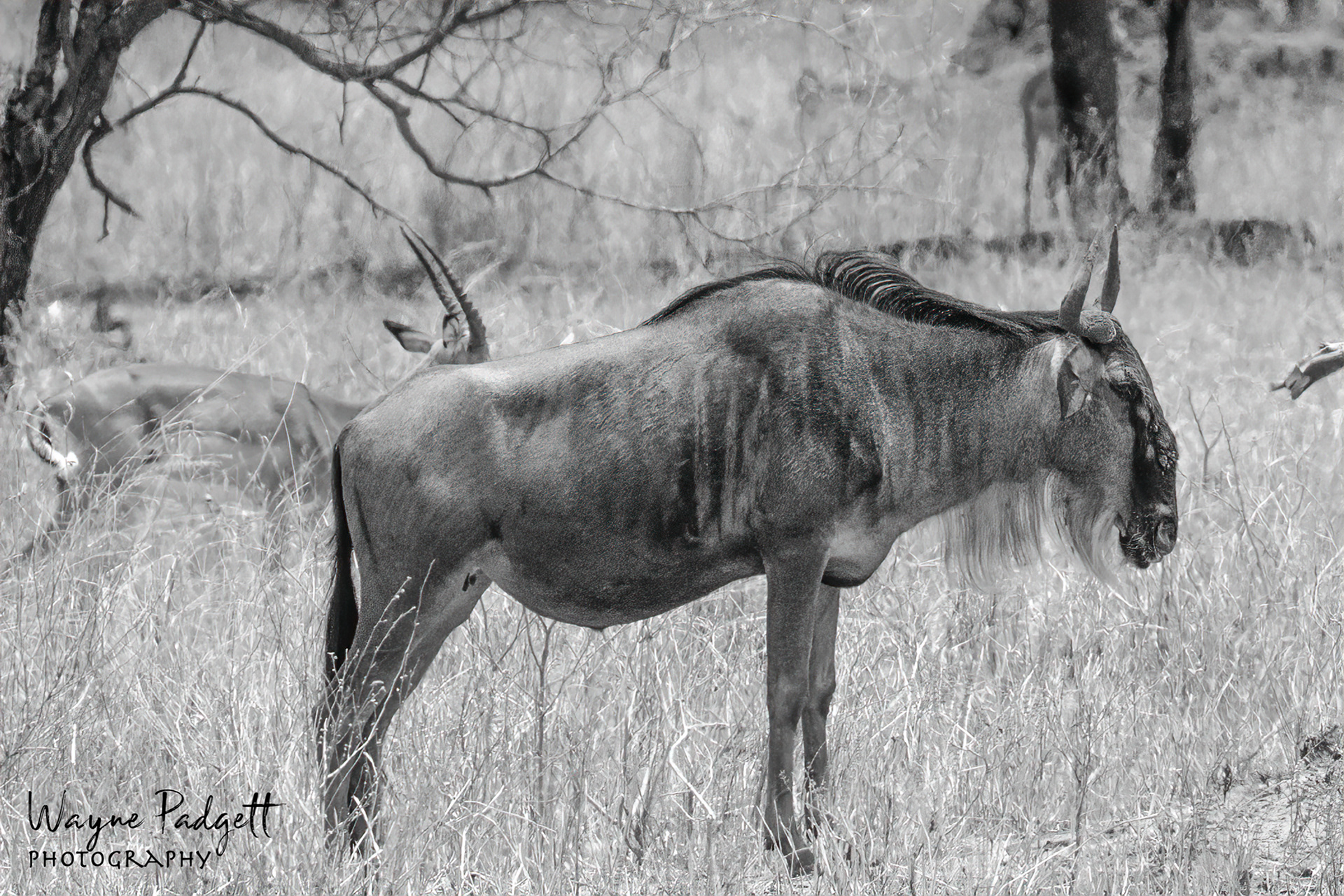 Wildebeast