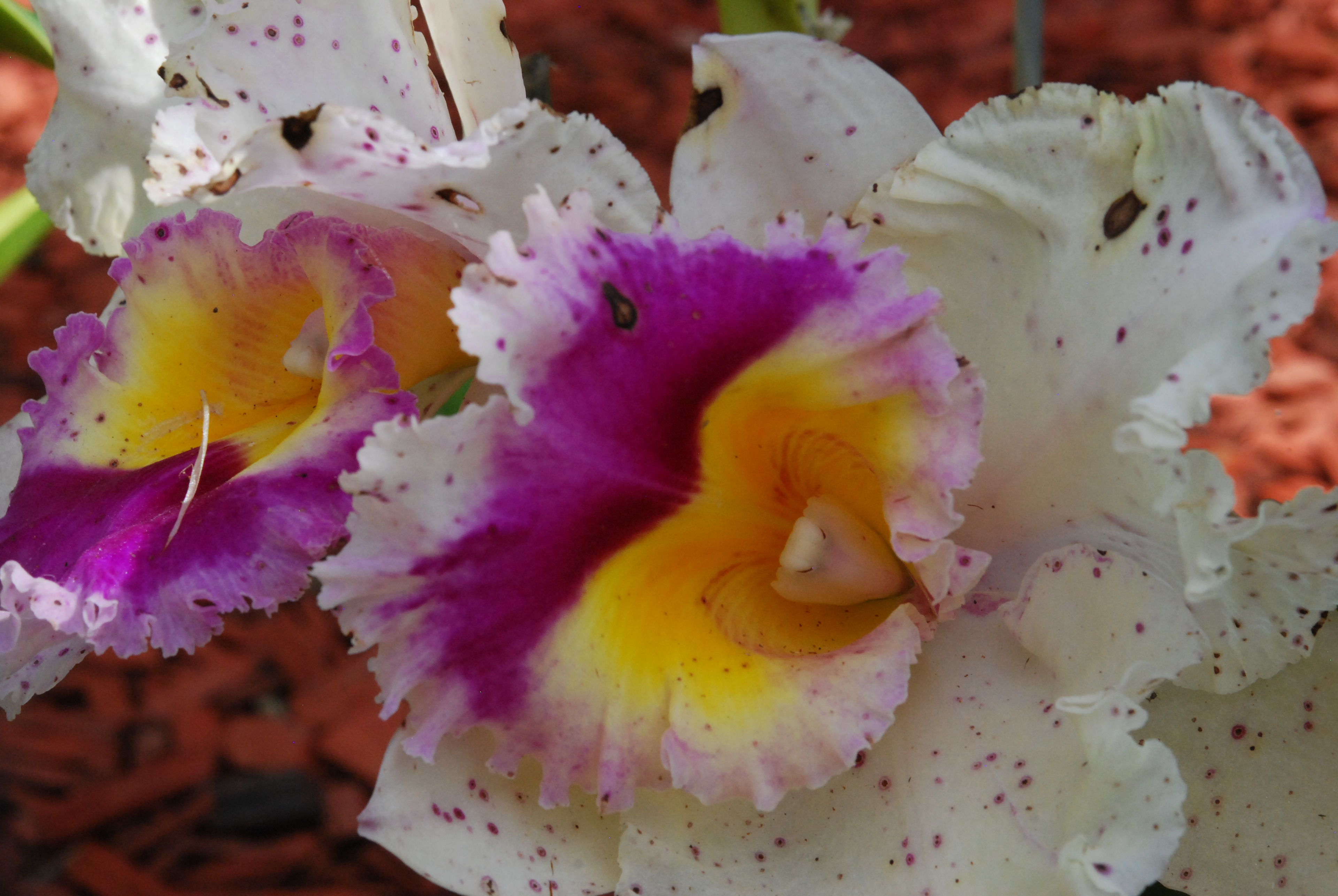 Orchid