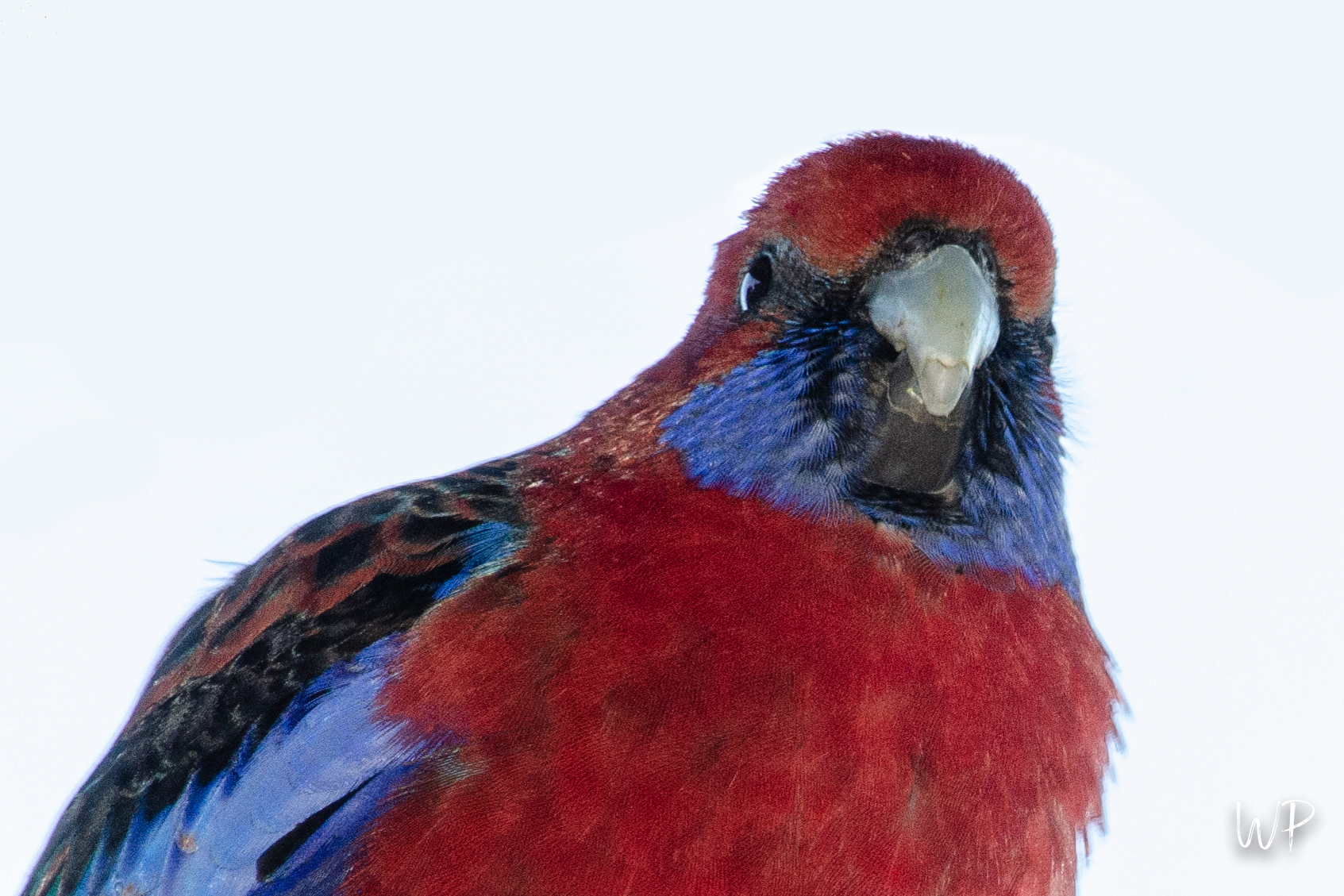 Crimson Rosella