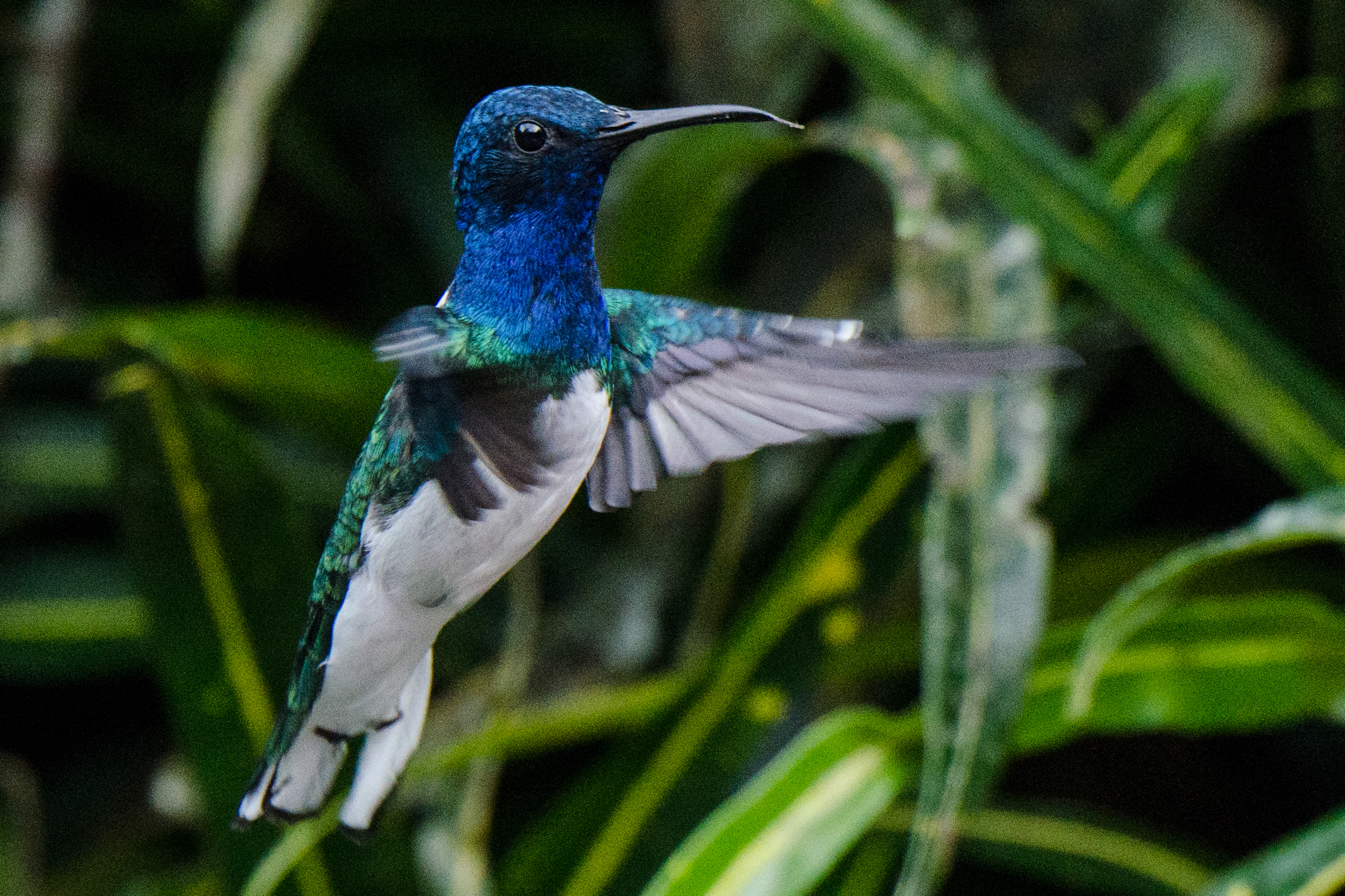 White-necked Jacobin