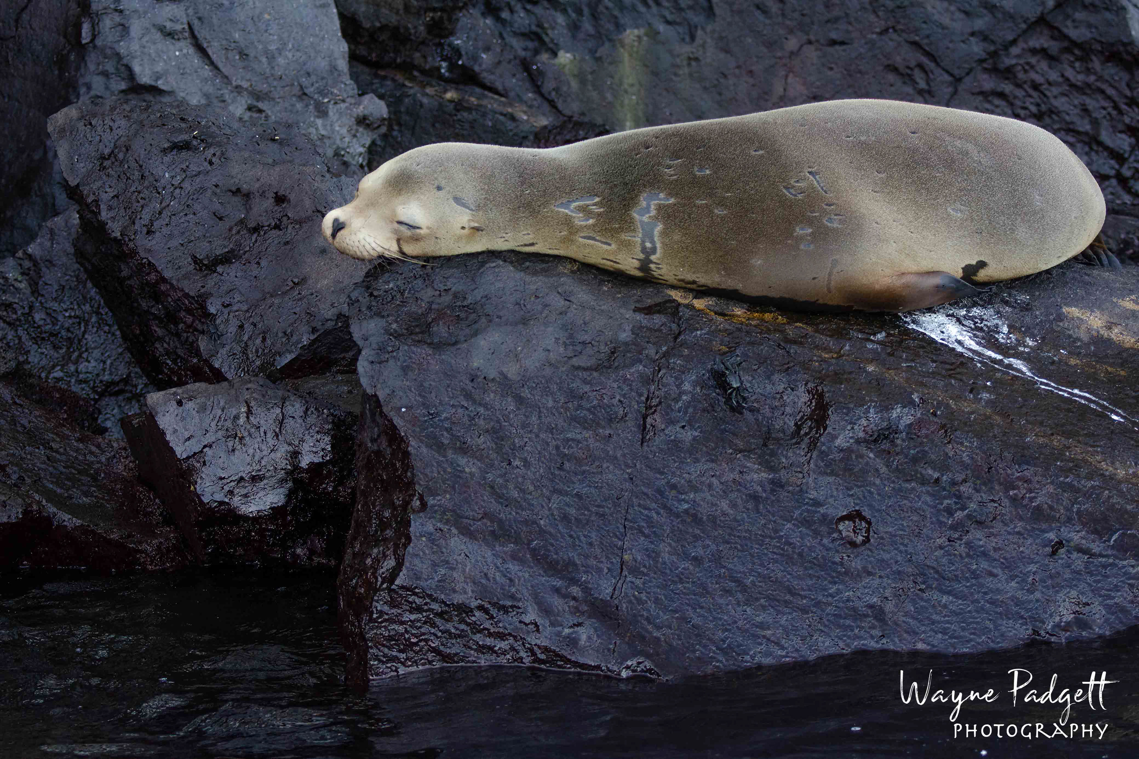 Sea Lion - Isla Genovesa