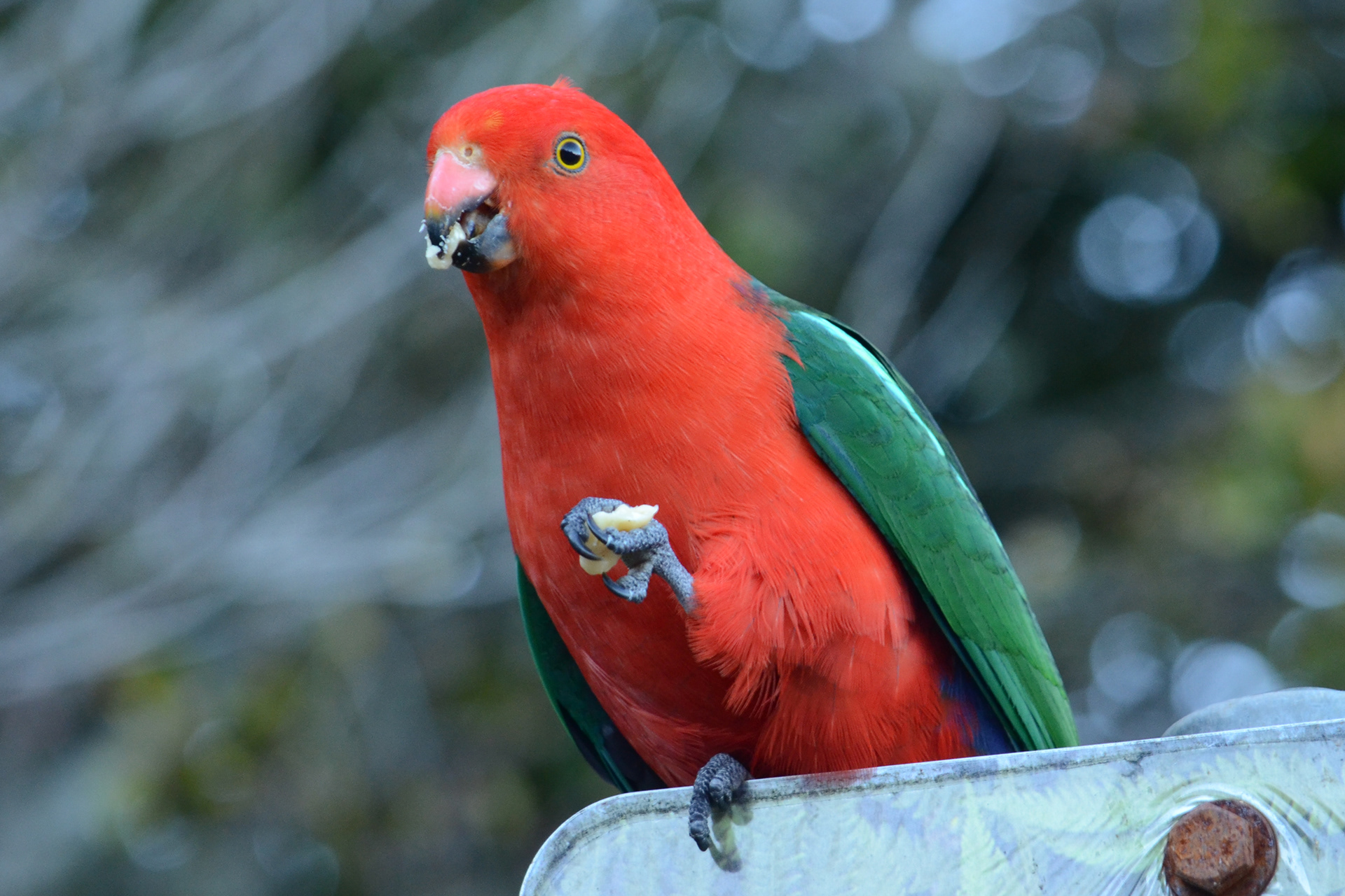 Australian King-Parrot