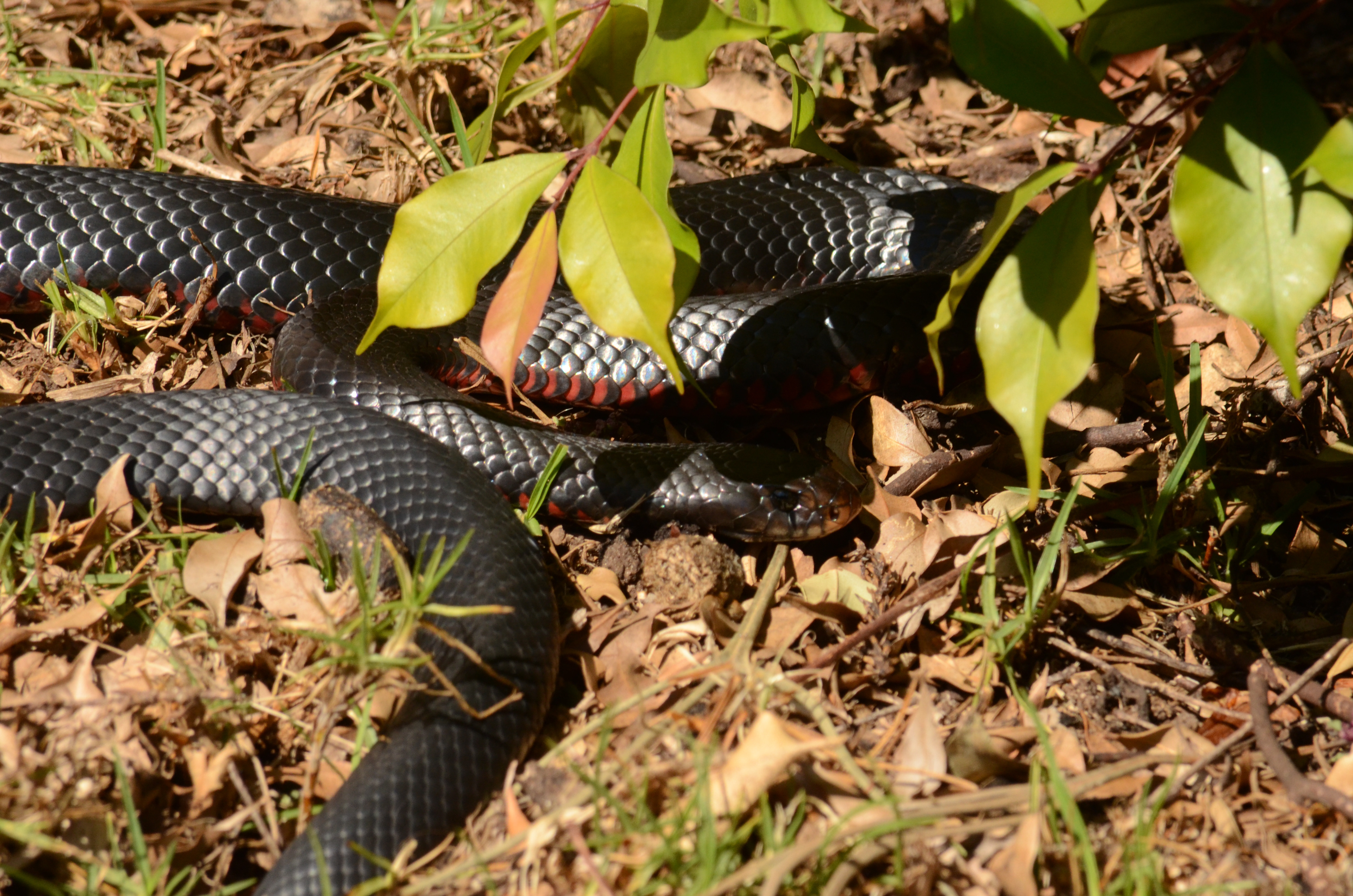 Red-bellied Black Snake - Poisonous