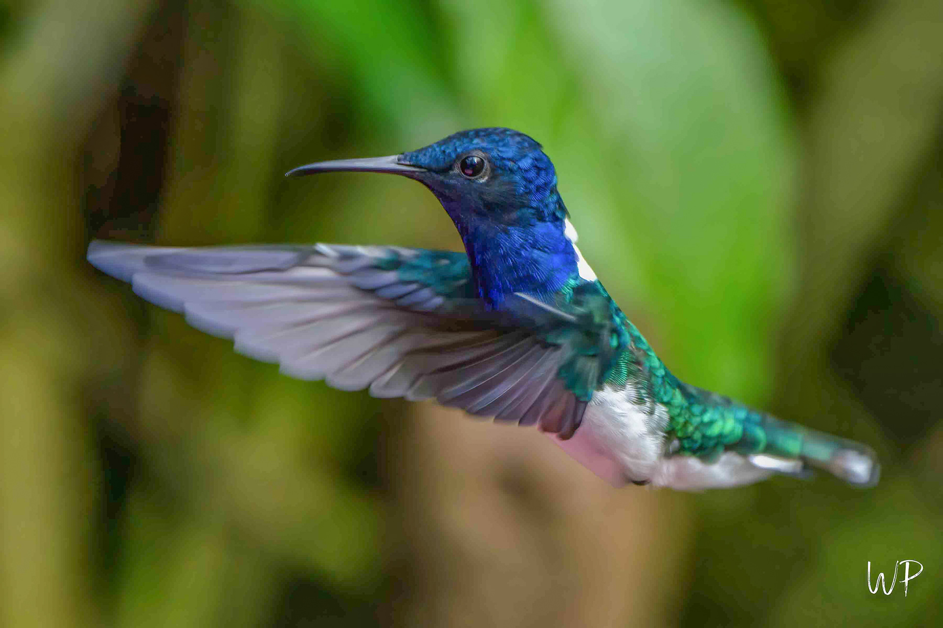 White-necked Jacobin
