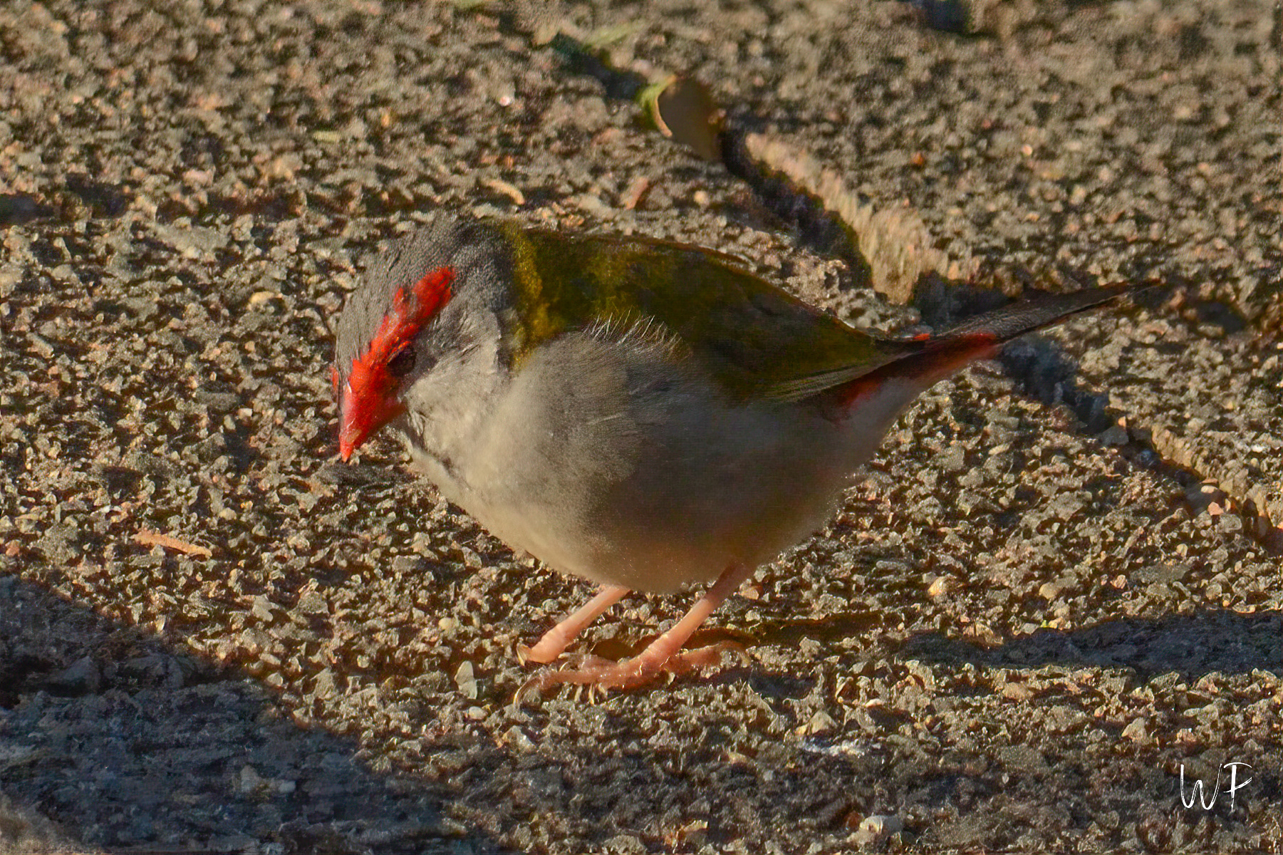 Red-browed Finch