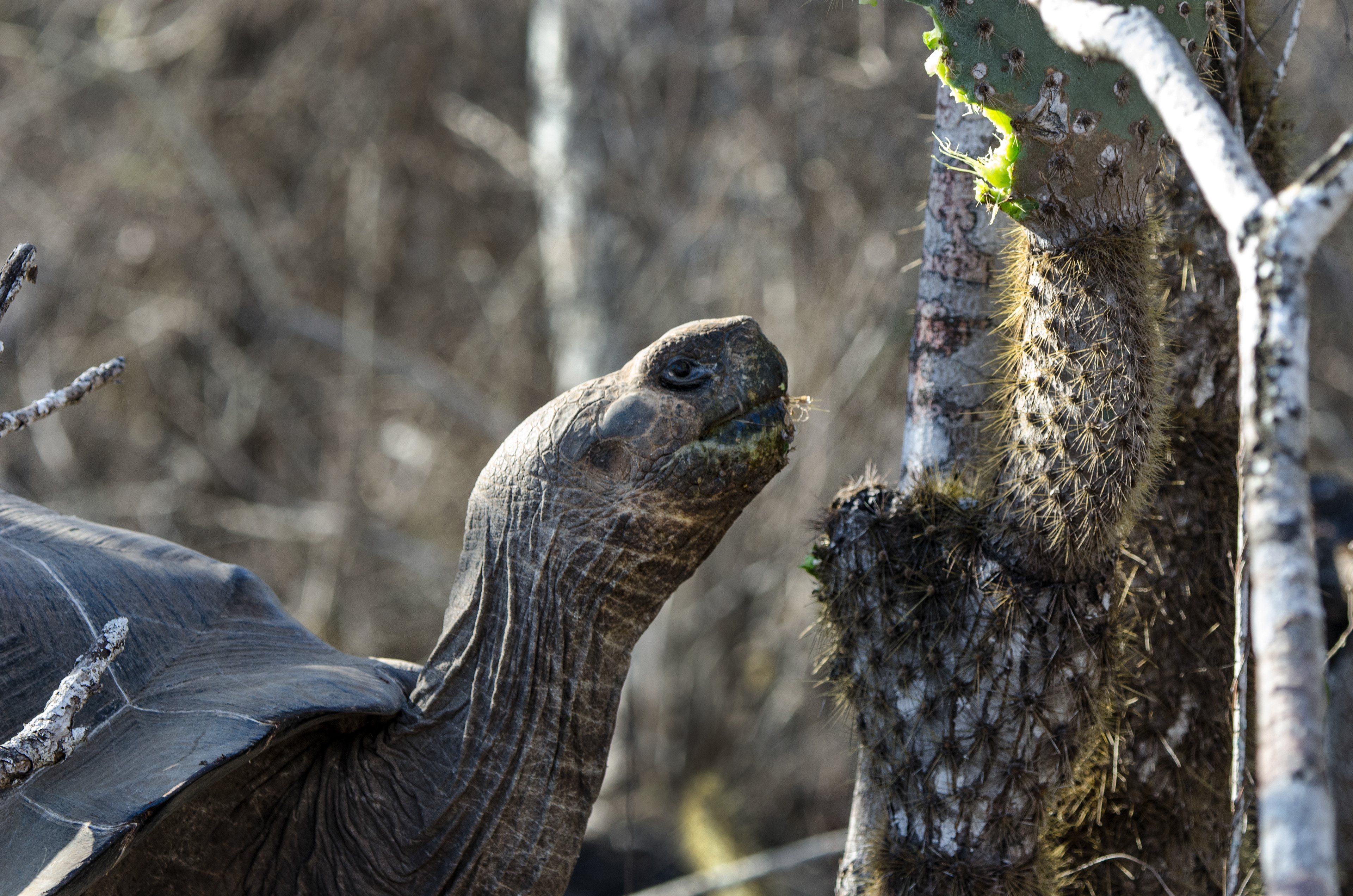 Sierra Negra Giant Tortoise eating Opuntia cactus - Isla Isabela