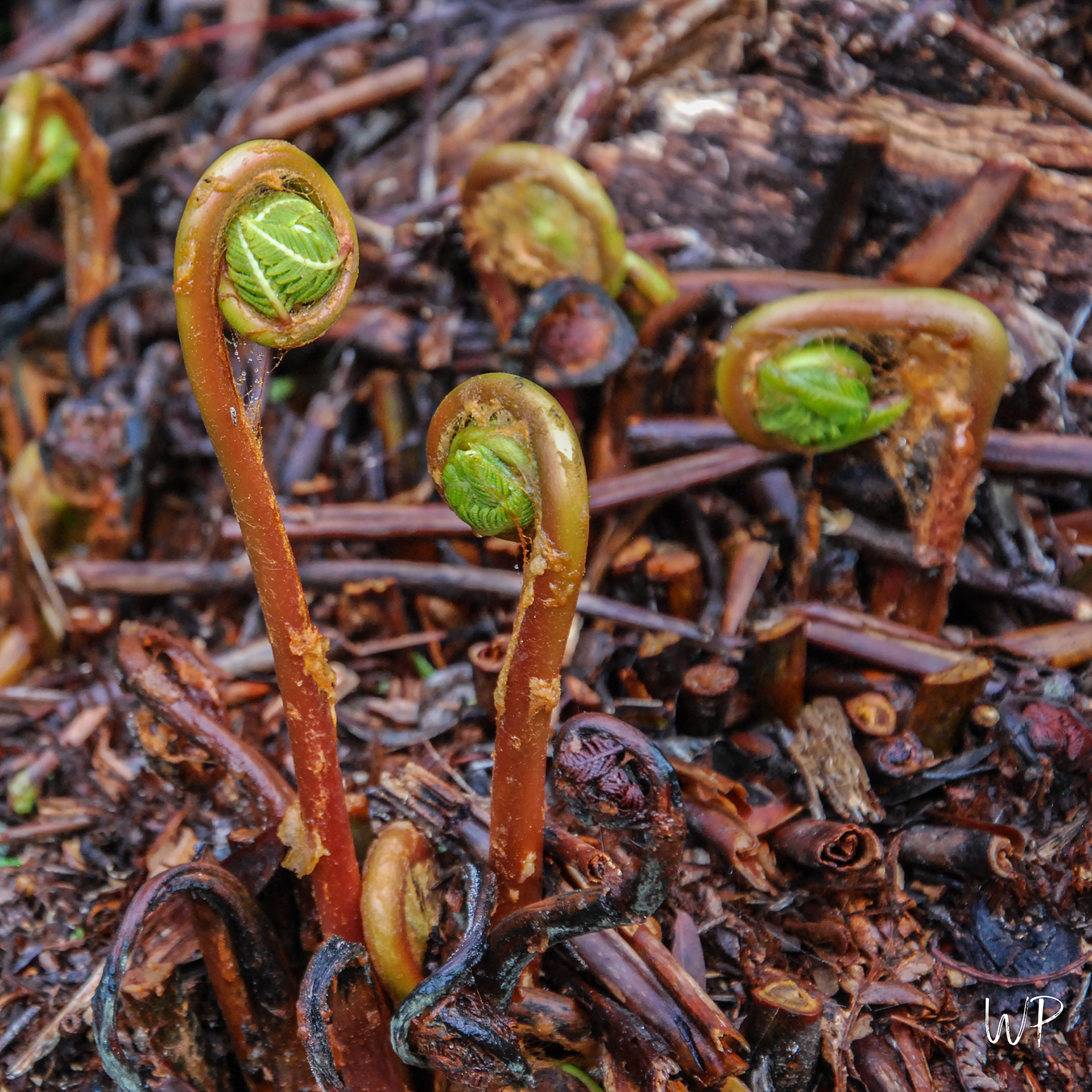 Fern fronds
