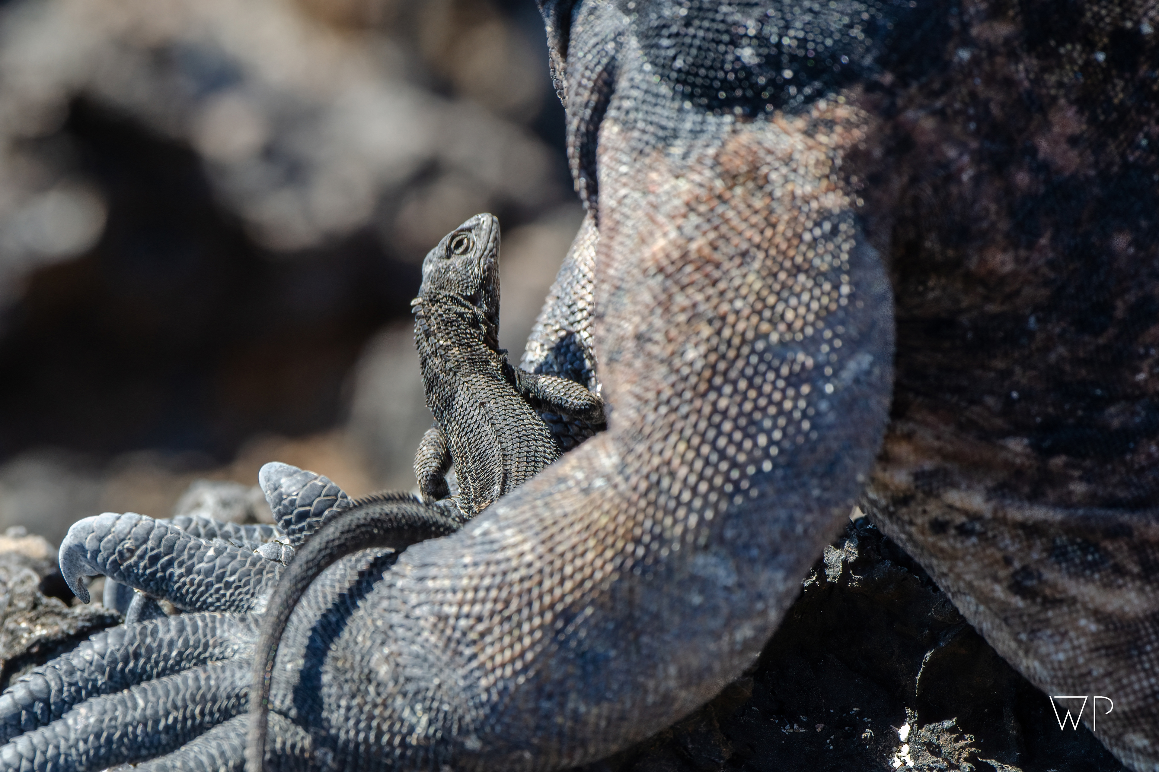 Lava Lizard hanging out with Marina Iguana - Isla Isabela