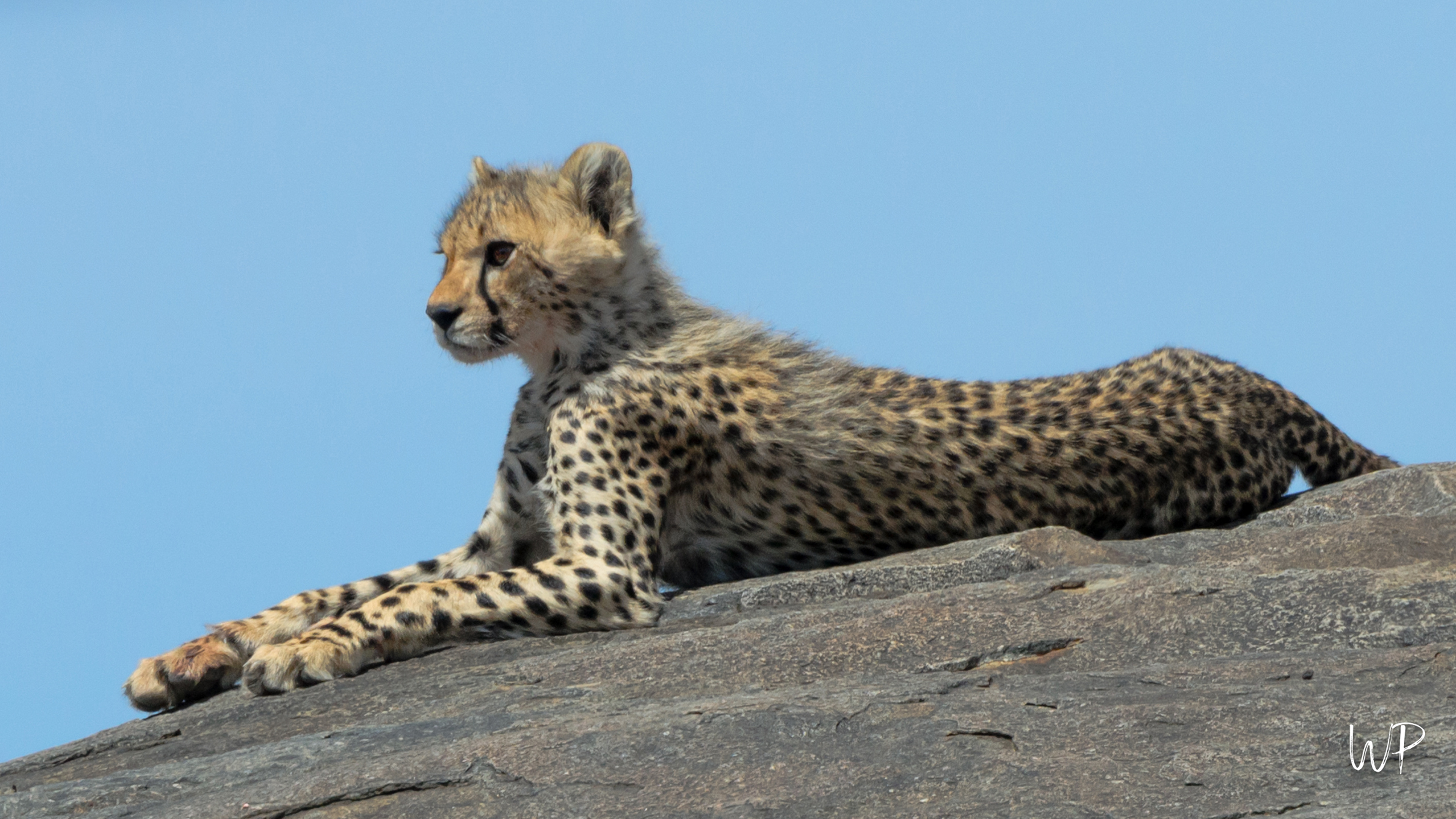 Young Cheetah