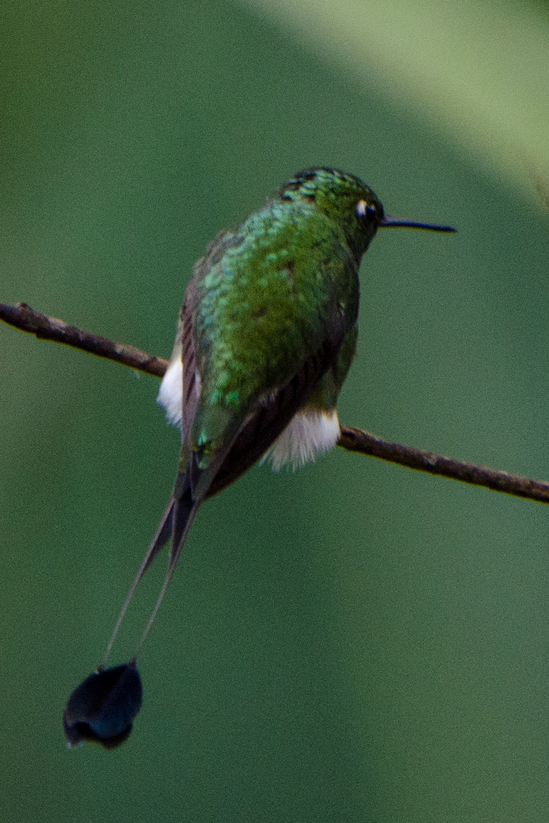 Booted Racket-tail Hummingbird