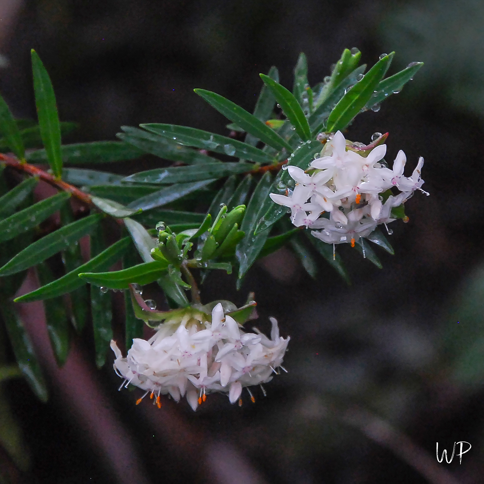 Possibly Pimelea - Riceflower