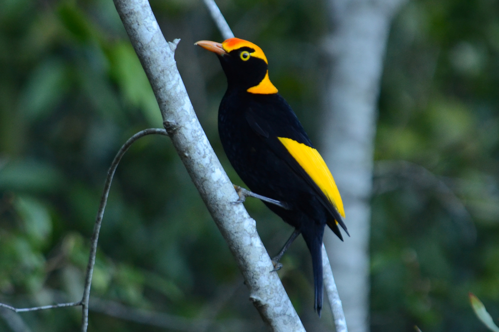 Male Regent Bowerbird