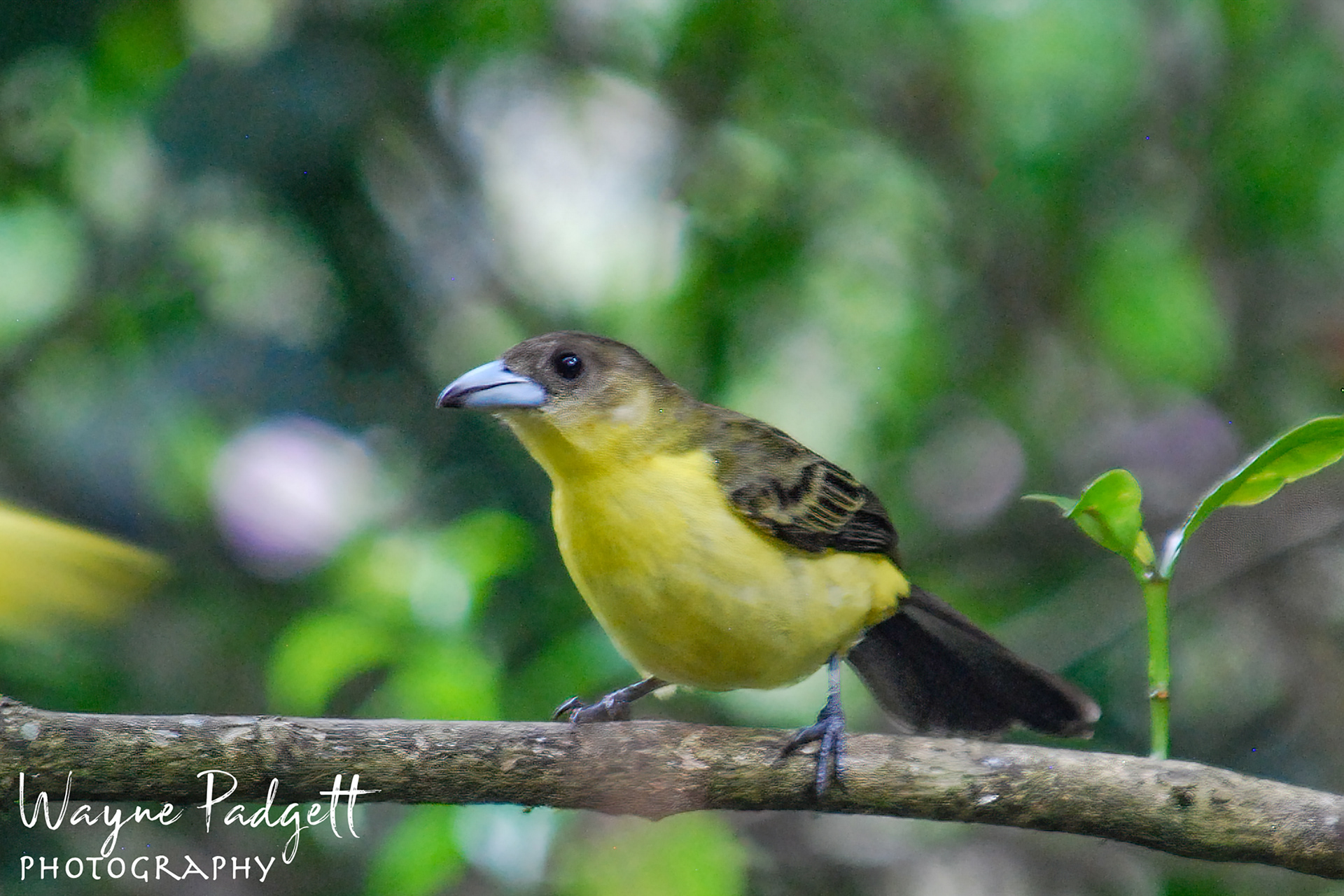 Female Flame-rumped Tanager