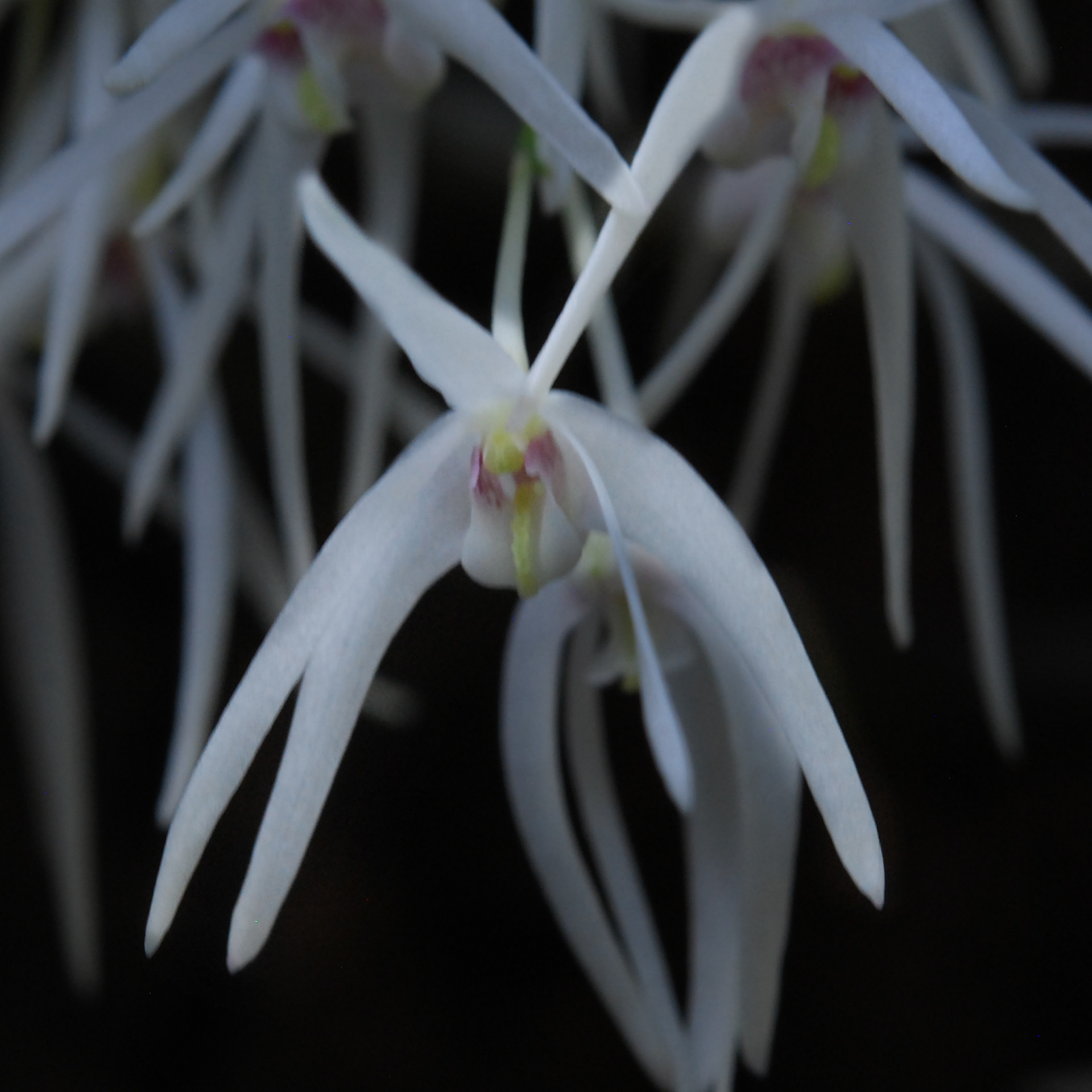 Orchid Flower
