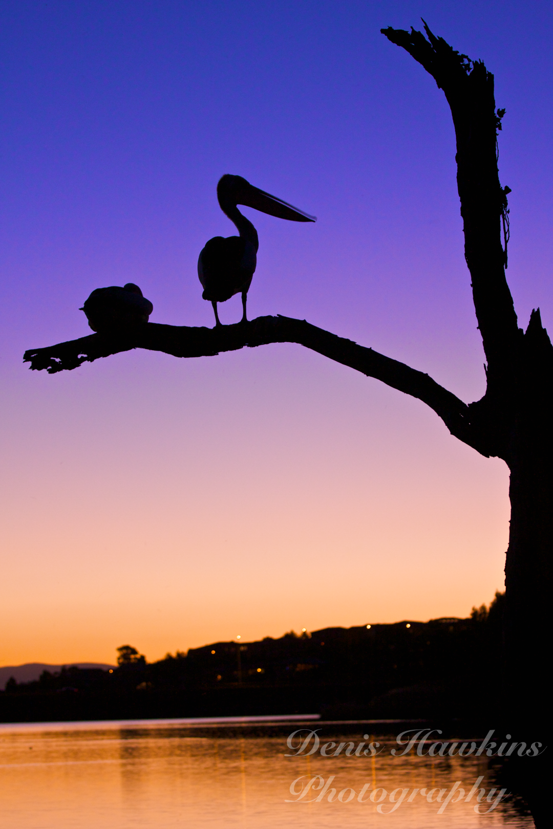 Twilight repose by Denis Hawkins 2009