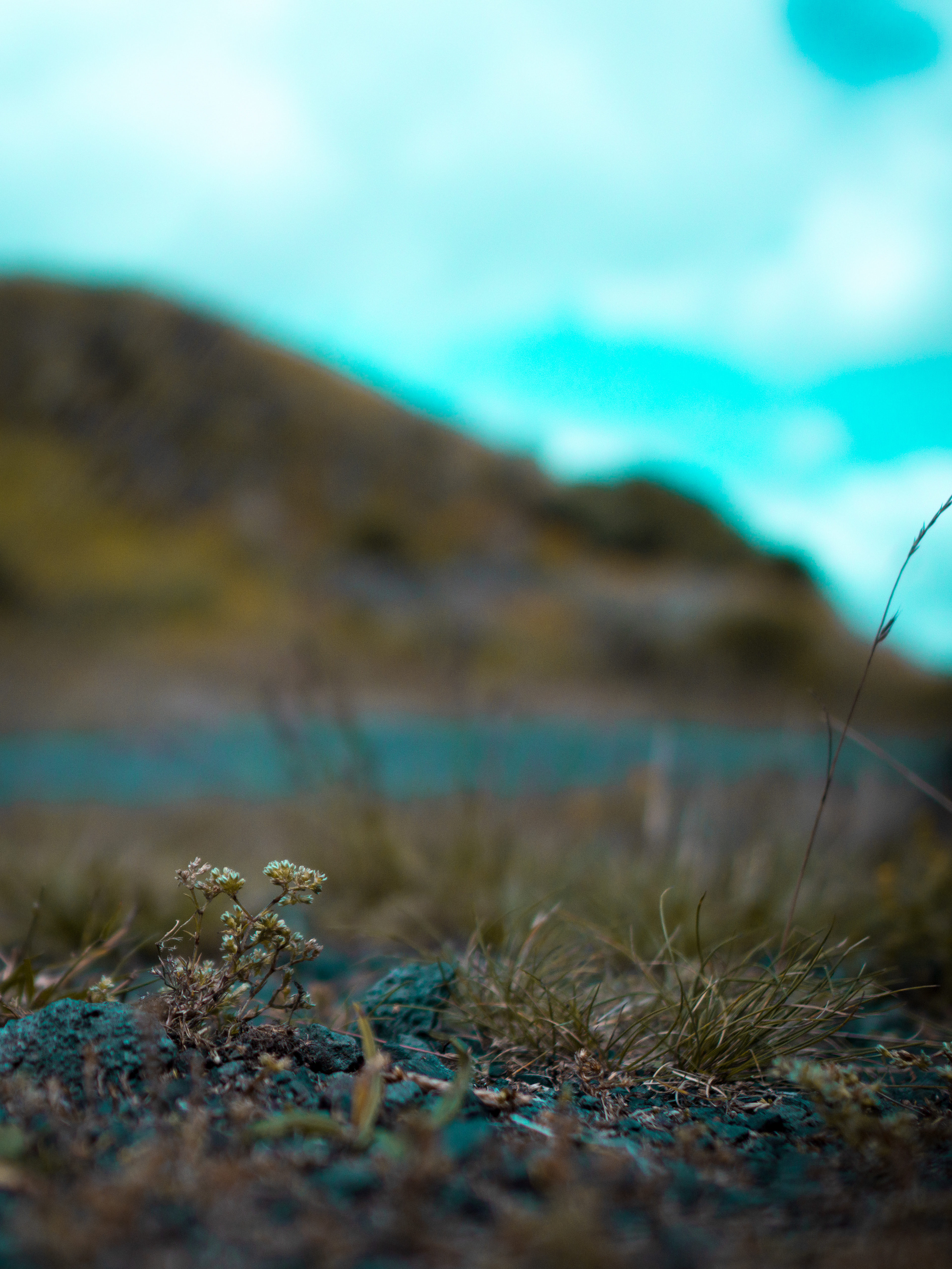 -Focus-